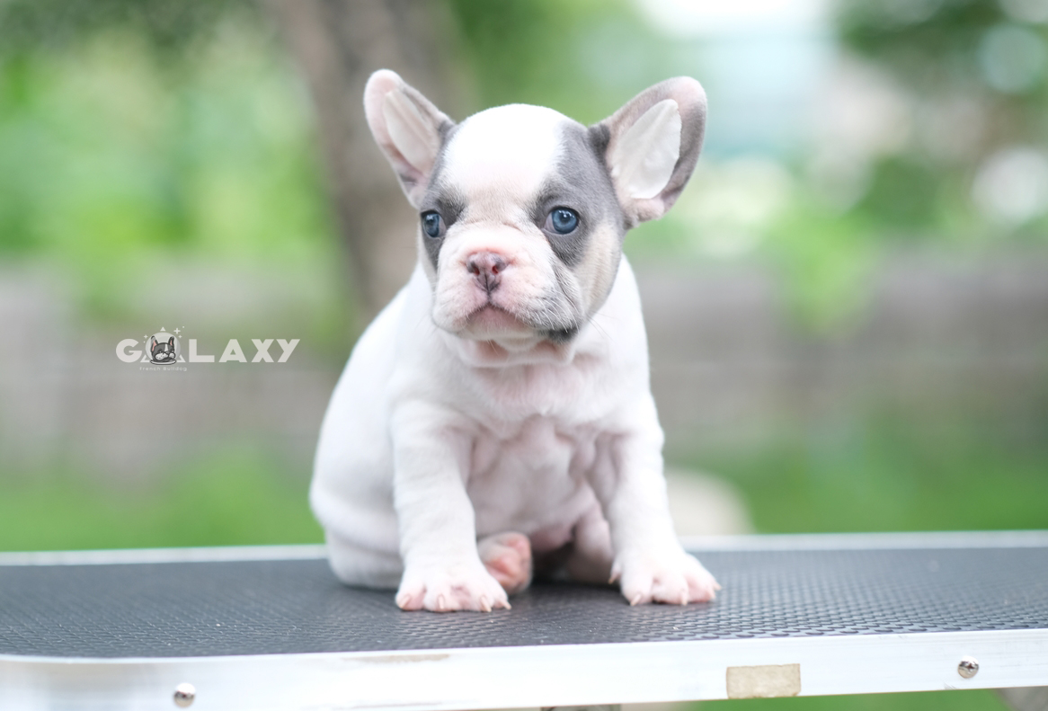 เพศผู้ สีบลูเมอร์แทนพาย สีพิเศษมี4สีในตัว ทั้งสีบลู สีเมอร์ สีแทน และสีพาย พิเศษแบบนี้ไม่ได้เกิดขึ้นง่ายๆ ใครอยากได้ลูกชายแบบลิมิเต็ดไม่ซ้ำใคร ติดต่อได้ค่ะ 0929918888