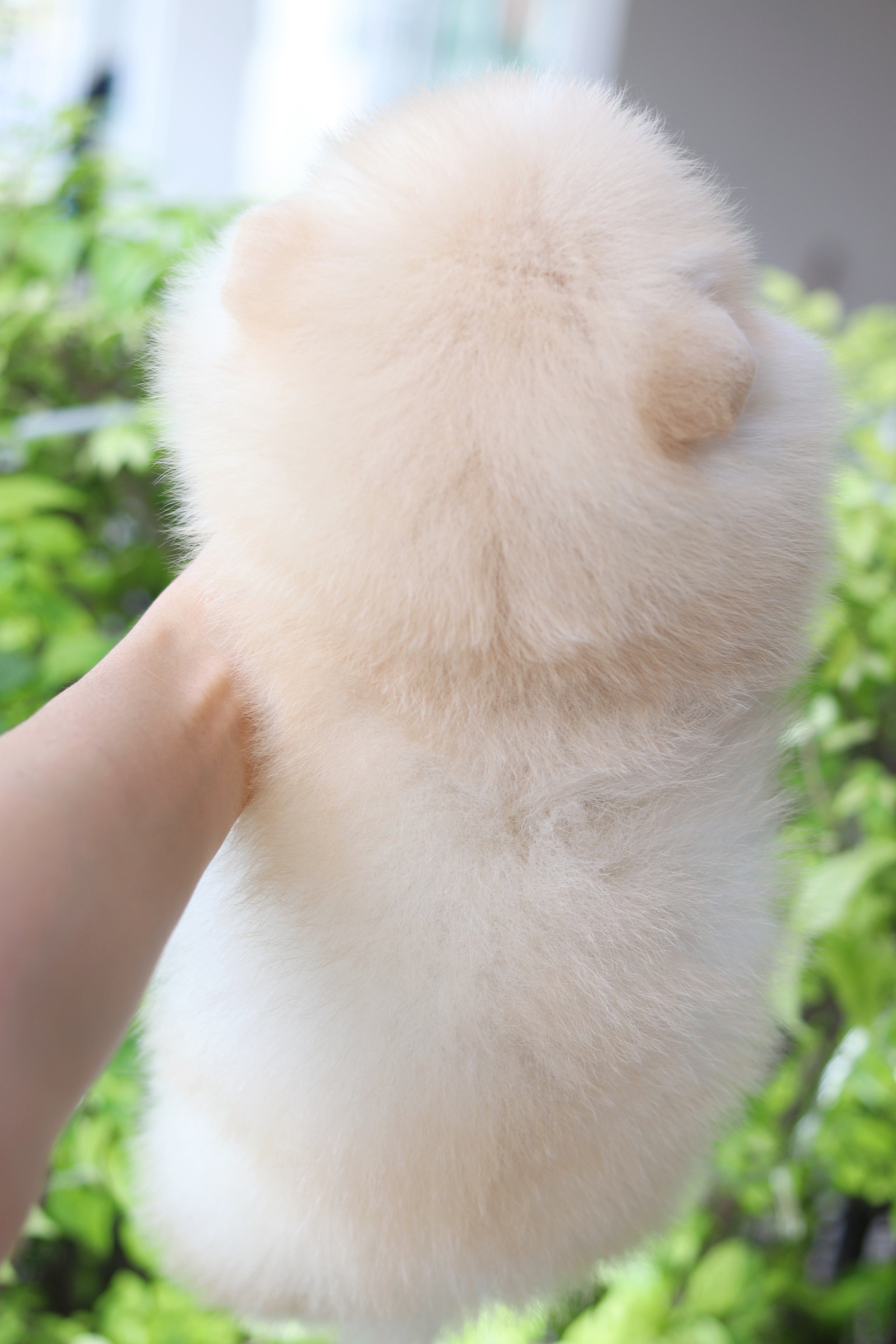 ปอมเมอเรเนียน เพศผู้สีครีม