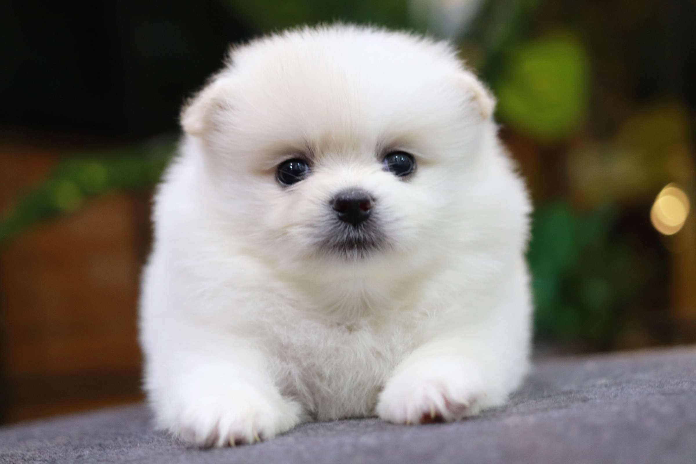 ปอมเมอเรเนียน เพศเมียหน้าธรรมดา