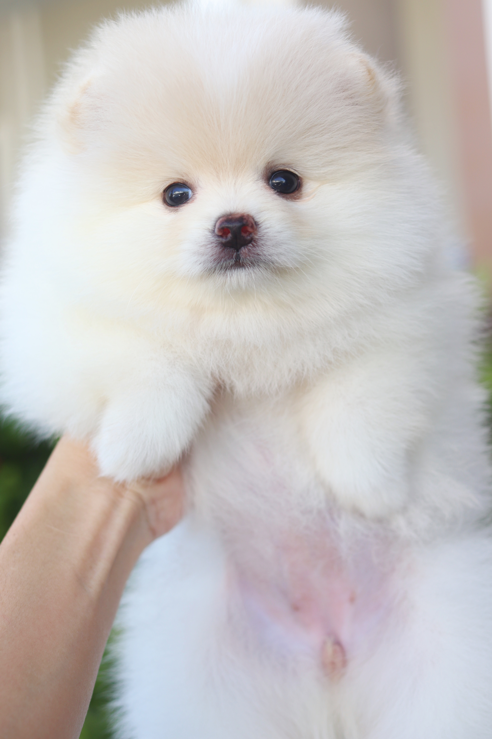 ปอมเมอเรเนียน เพศเมียสีขาวครีม