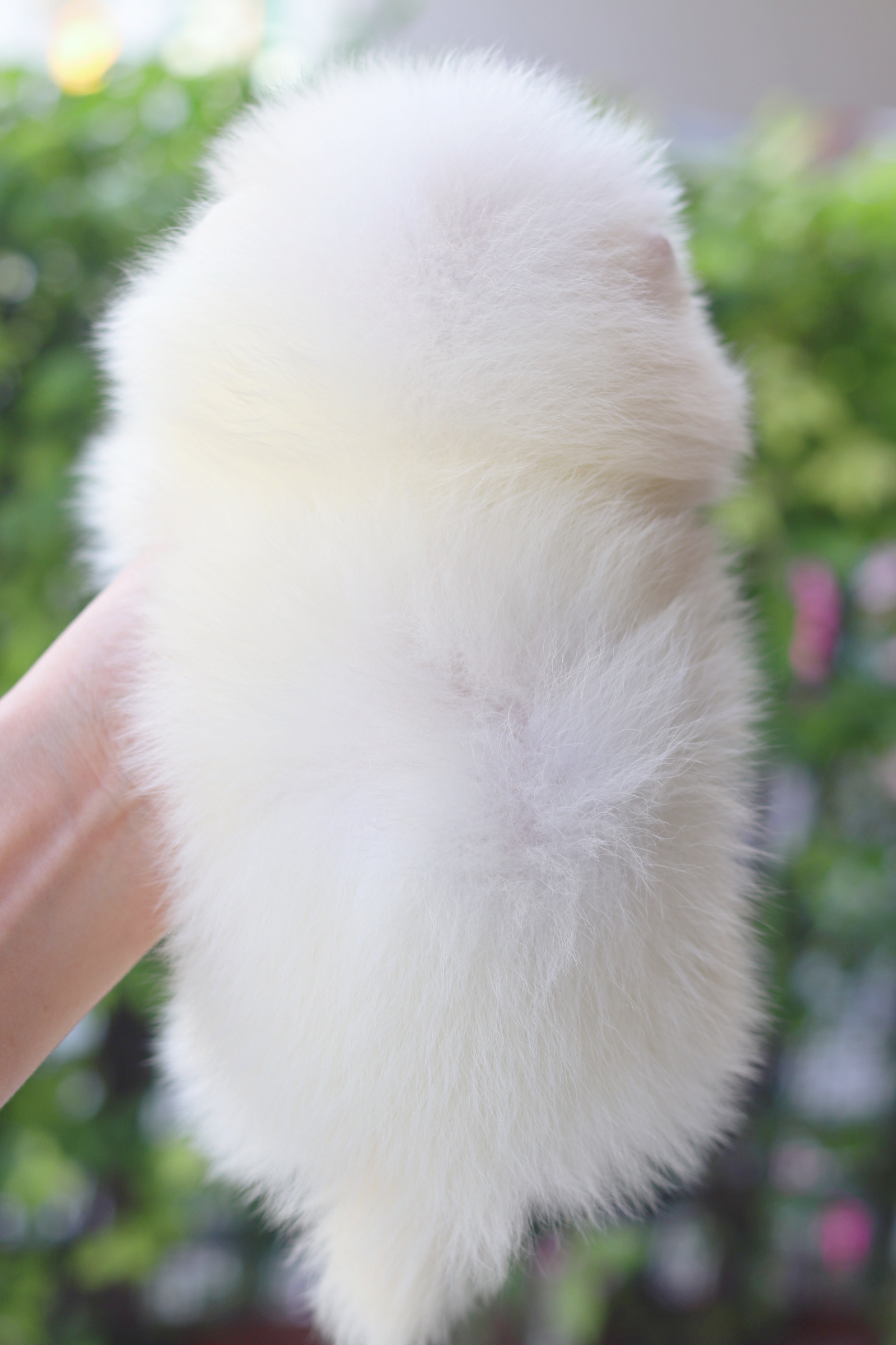 ปอมเมอเรเนียน เพศเมียสีขาวครีม