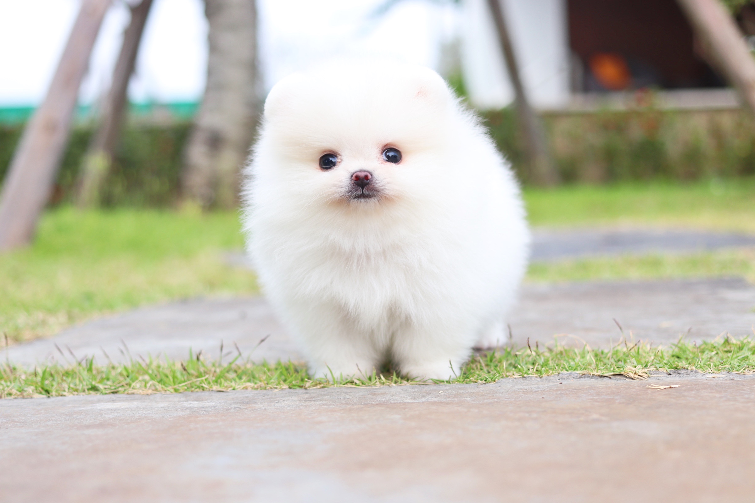 ปอมเมอเรเนียน เพศผู้ สีขาวครีมเกรดโชว์ไซส์เล็ก