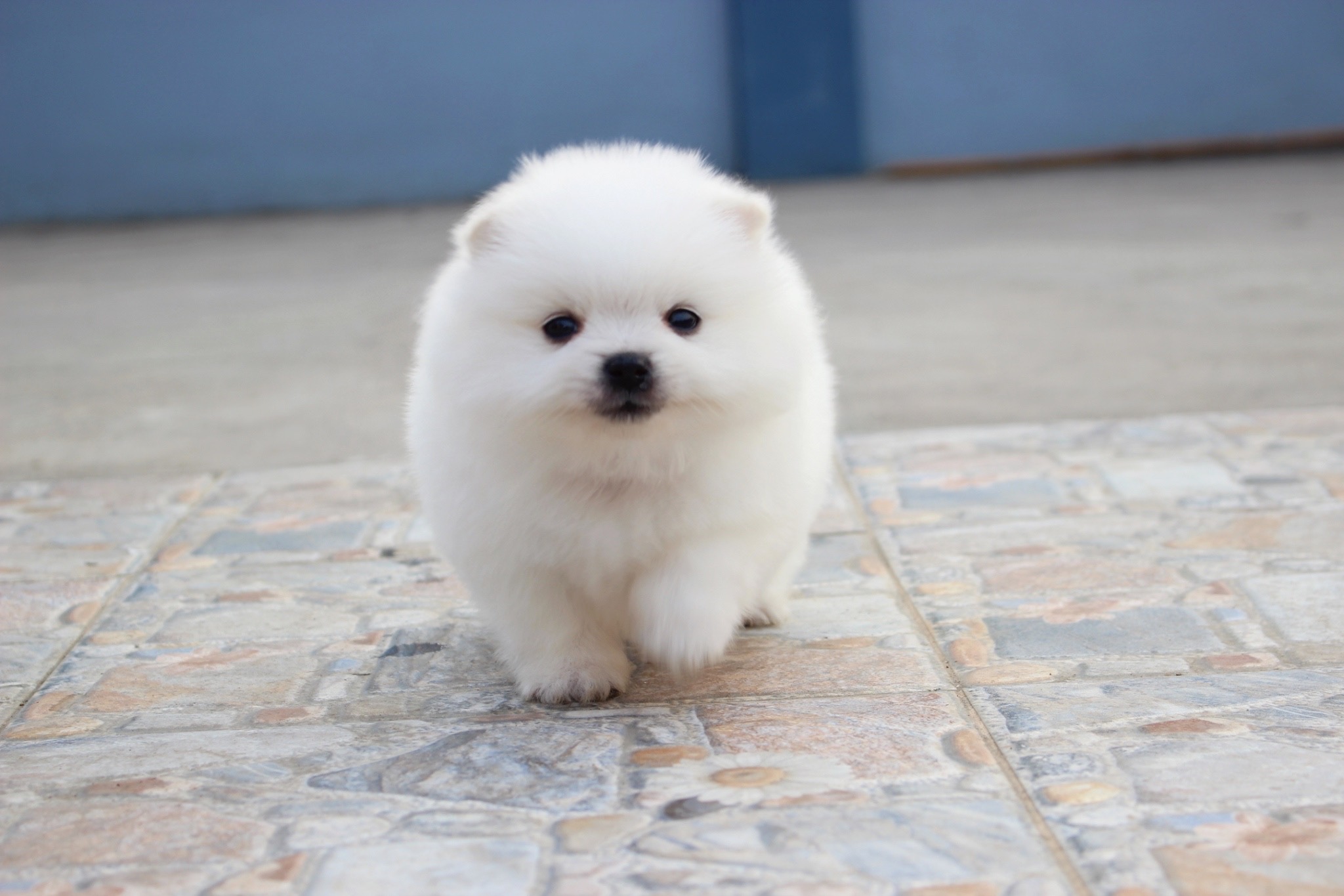 ปอมเมอเรเนียน เพศผู้ ขาวครีม