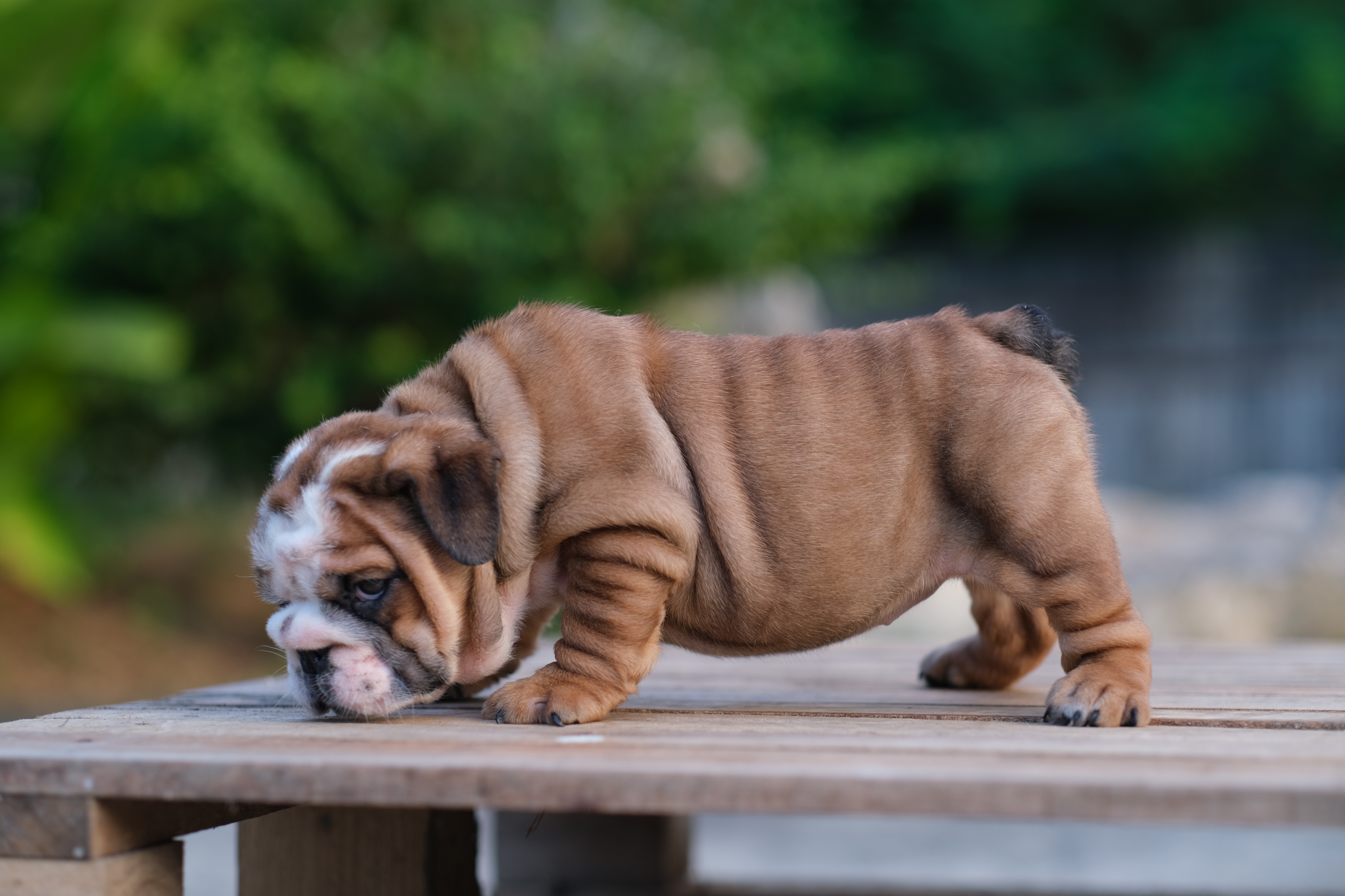 สาวน้อยหมูอ้วน English Bulldog หน้าย่นๆ ยับๆ สายเลือดแชมป์ ราคาไม่แพง สนใจติดต่อได้ค่า