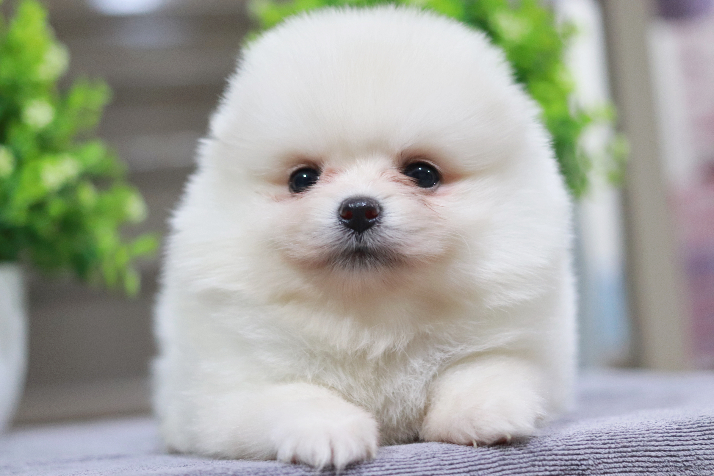 ปอมเมอเรเนียน เพศเมีย