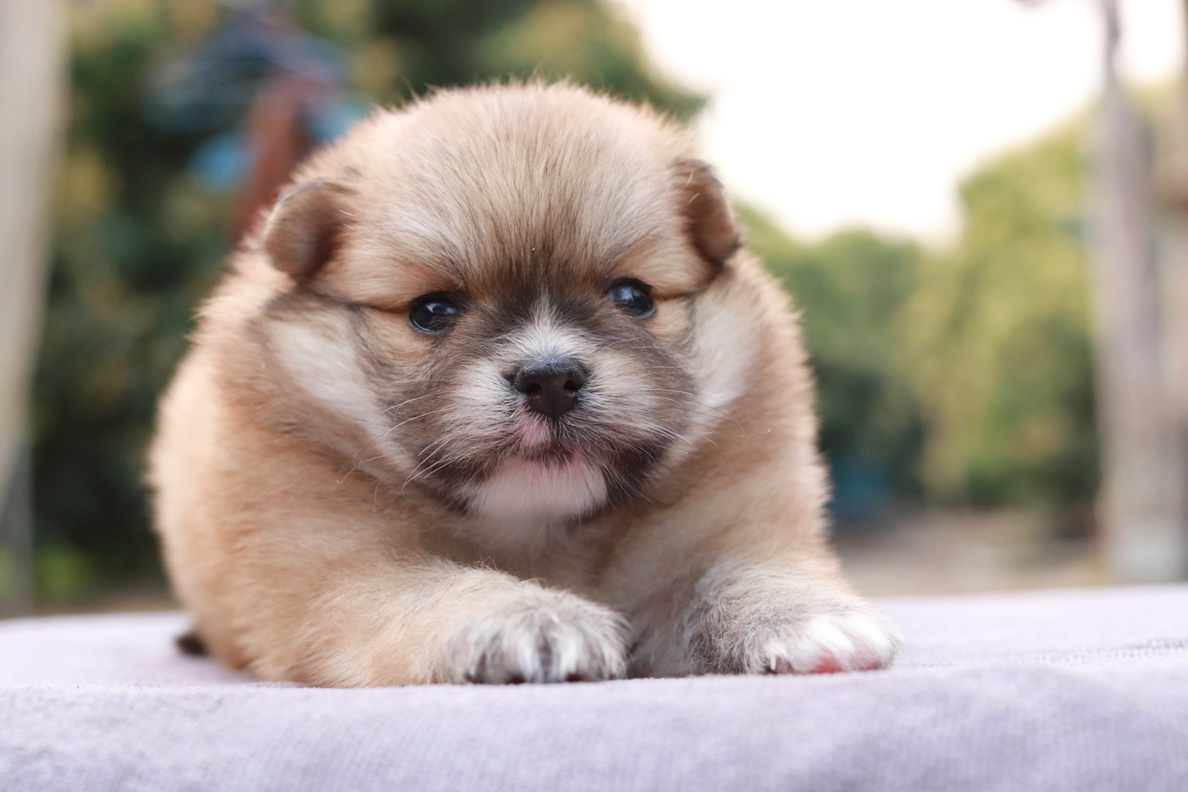 ปอมเมอเรเนียน เพศผู้