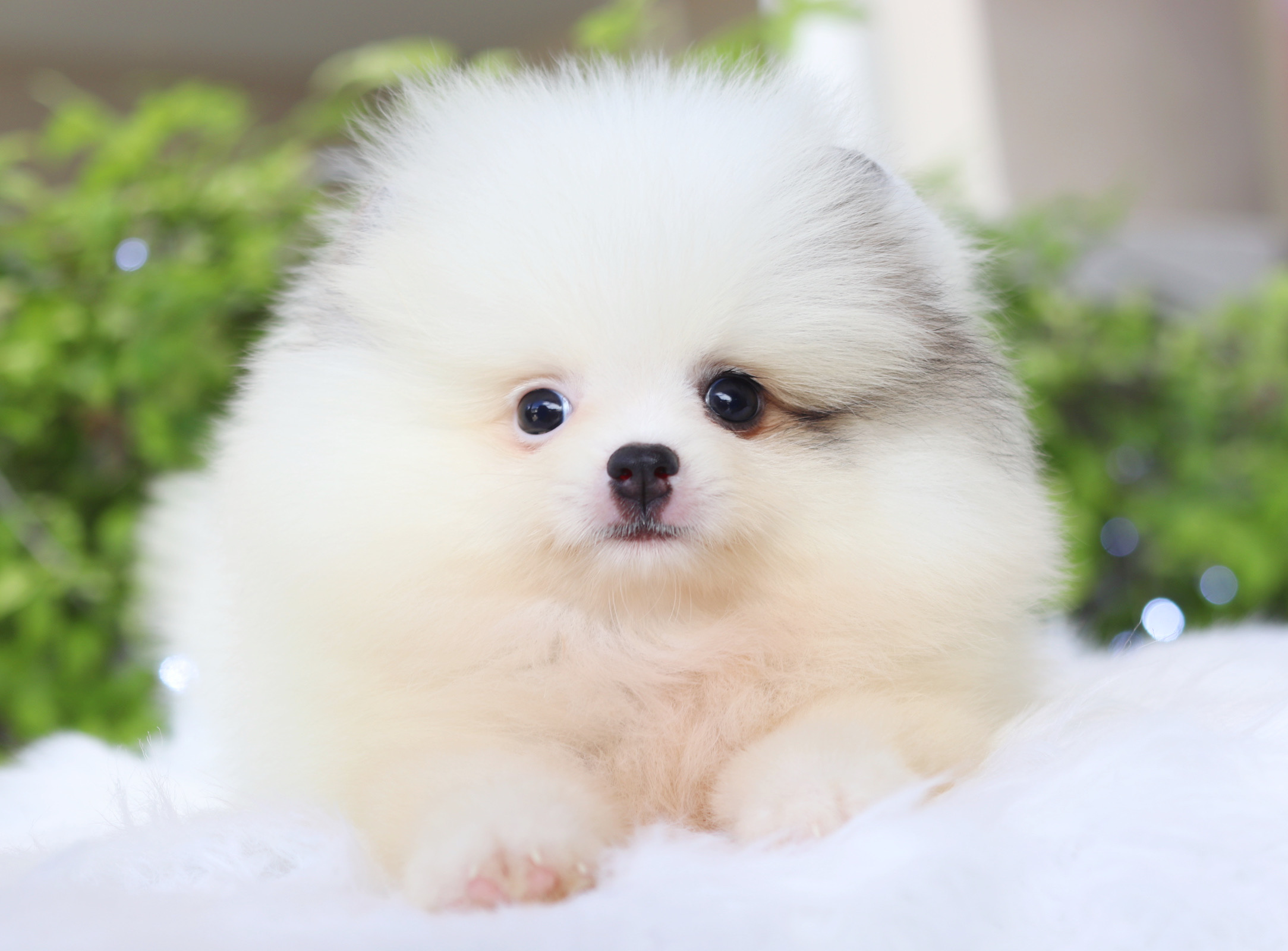 ปอมเมอเรเนียน เพศผู้สีแฟนซี