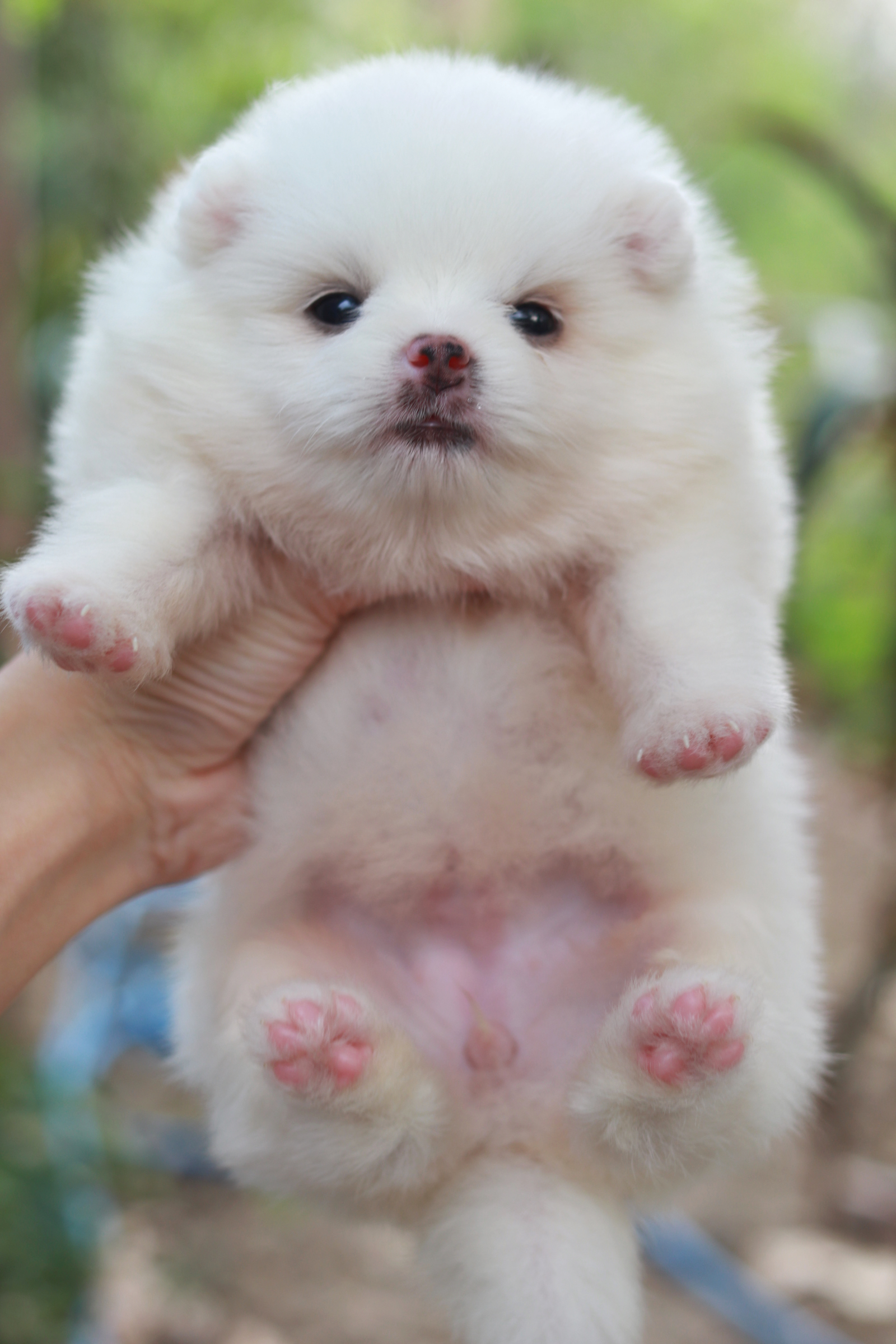 ปอมเมอเรเนียน เพศเมีย