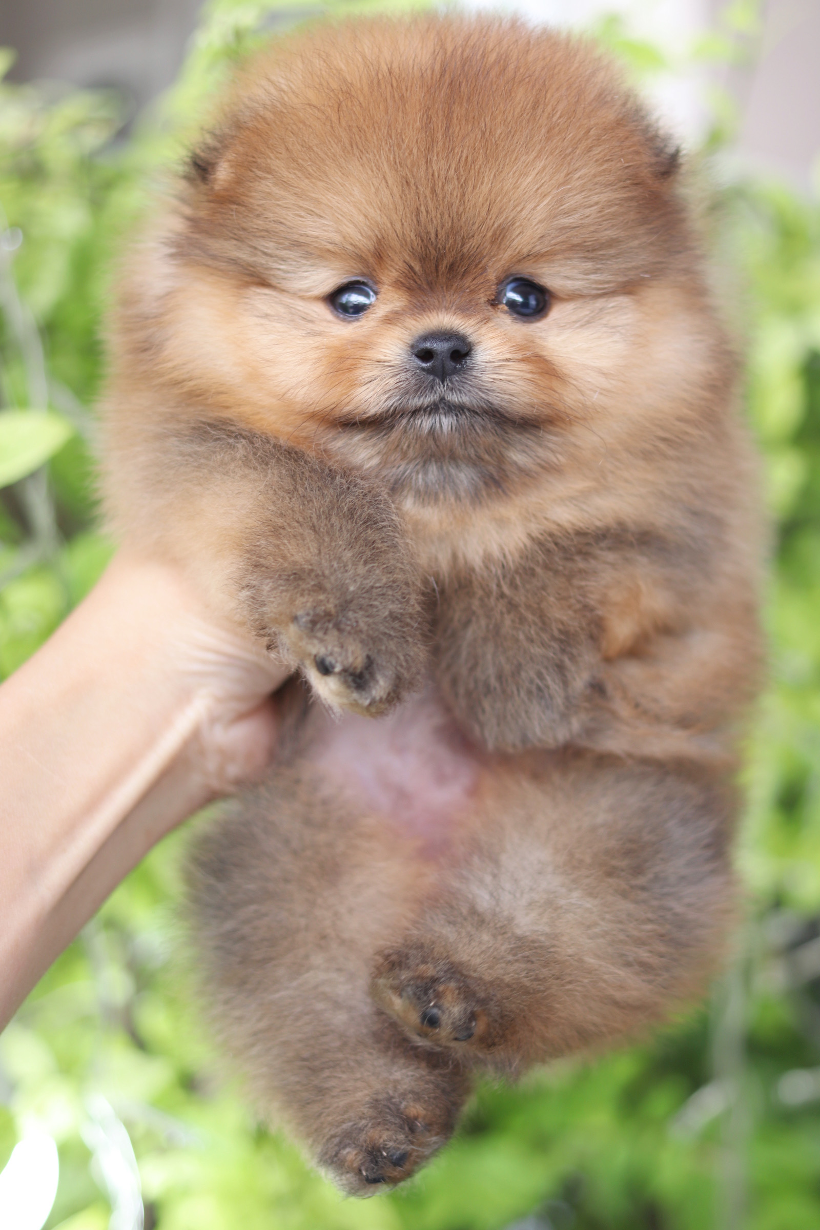 ปอมเมอเรเนียน เพศเมียสีส้ม เกรดโชว์