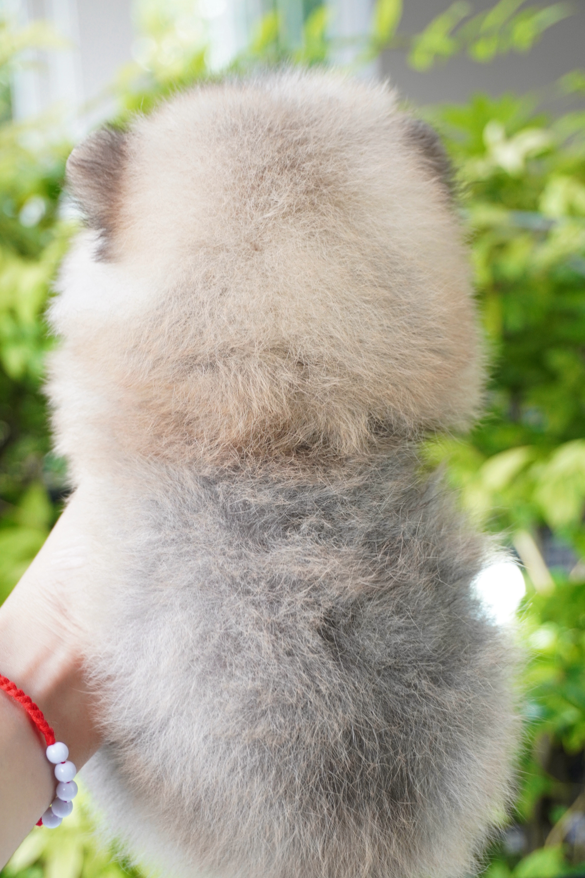 ปอมเมอเรเนียน เพศเมียสีส้ม