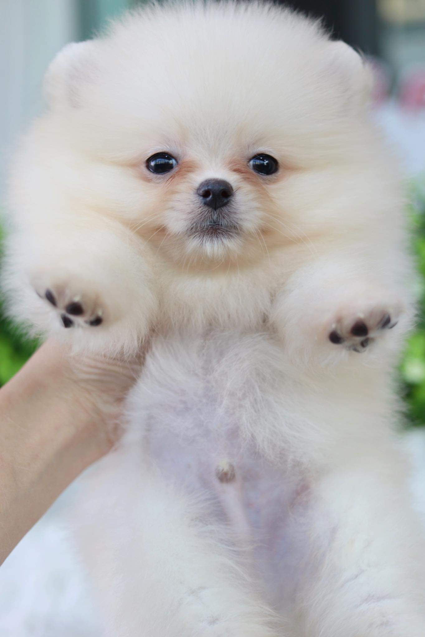 ปอมเมอเรเนียน เพศผู้