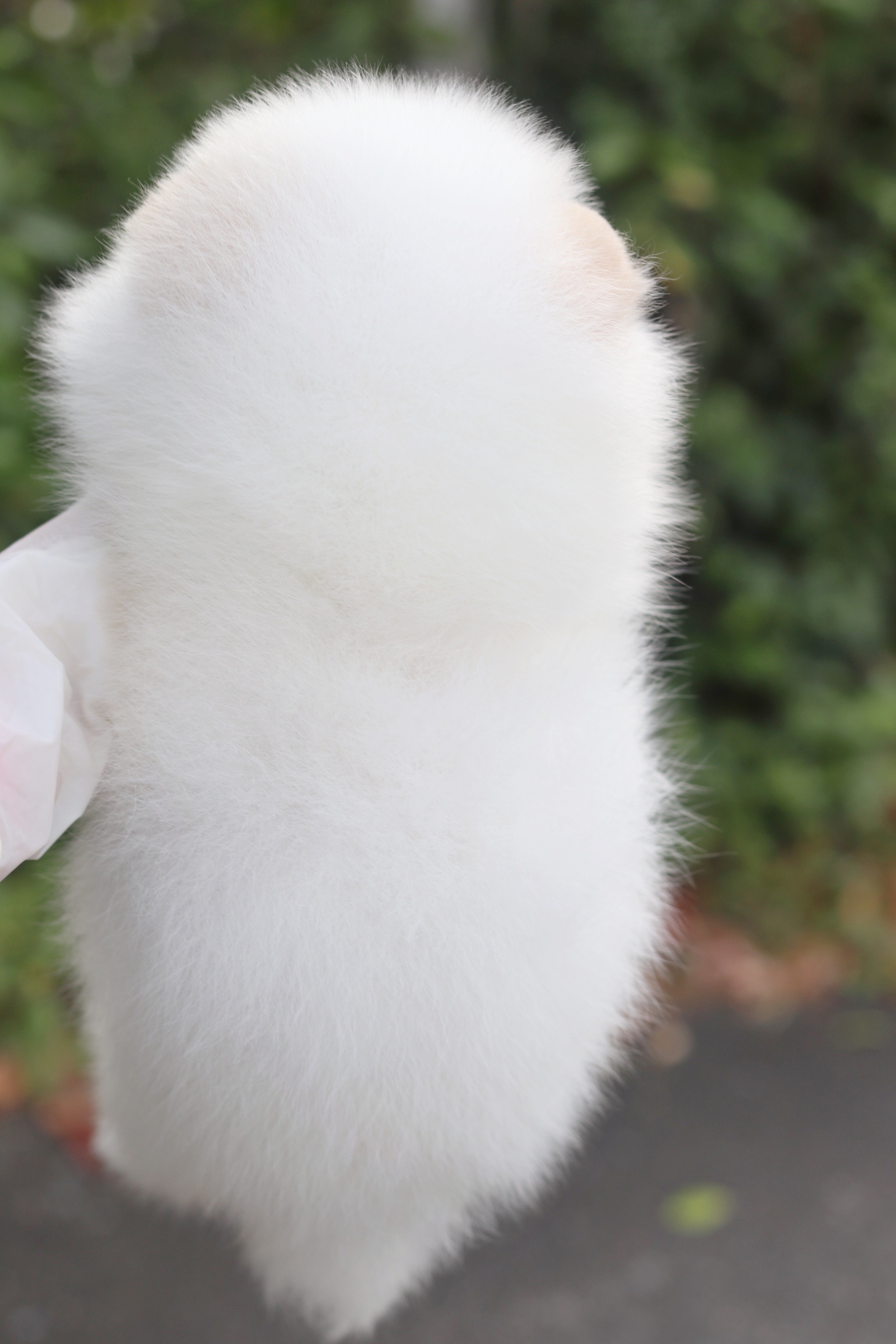 ปอมเมอเรเนียน เพศผู้ สีขาวครีม