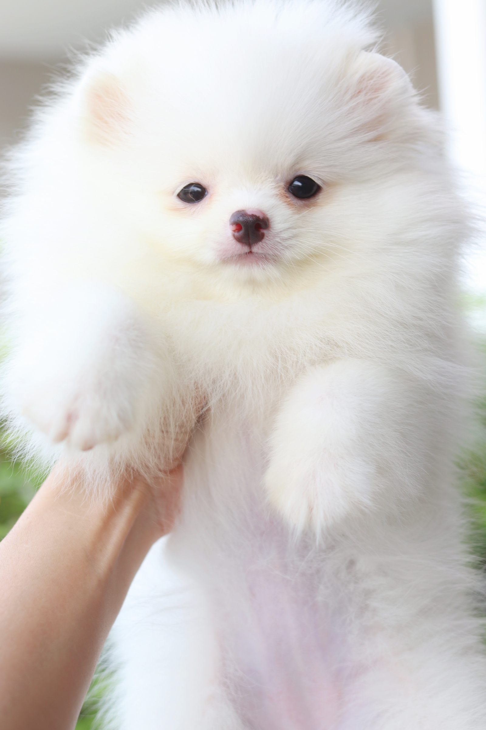 ปอมเมอเรเนียน เพศเมียสีขาวครีม