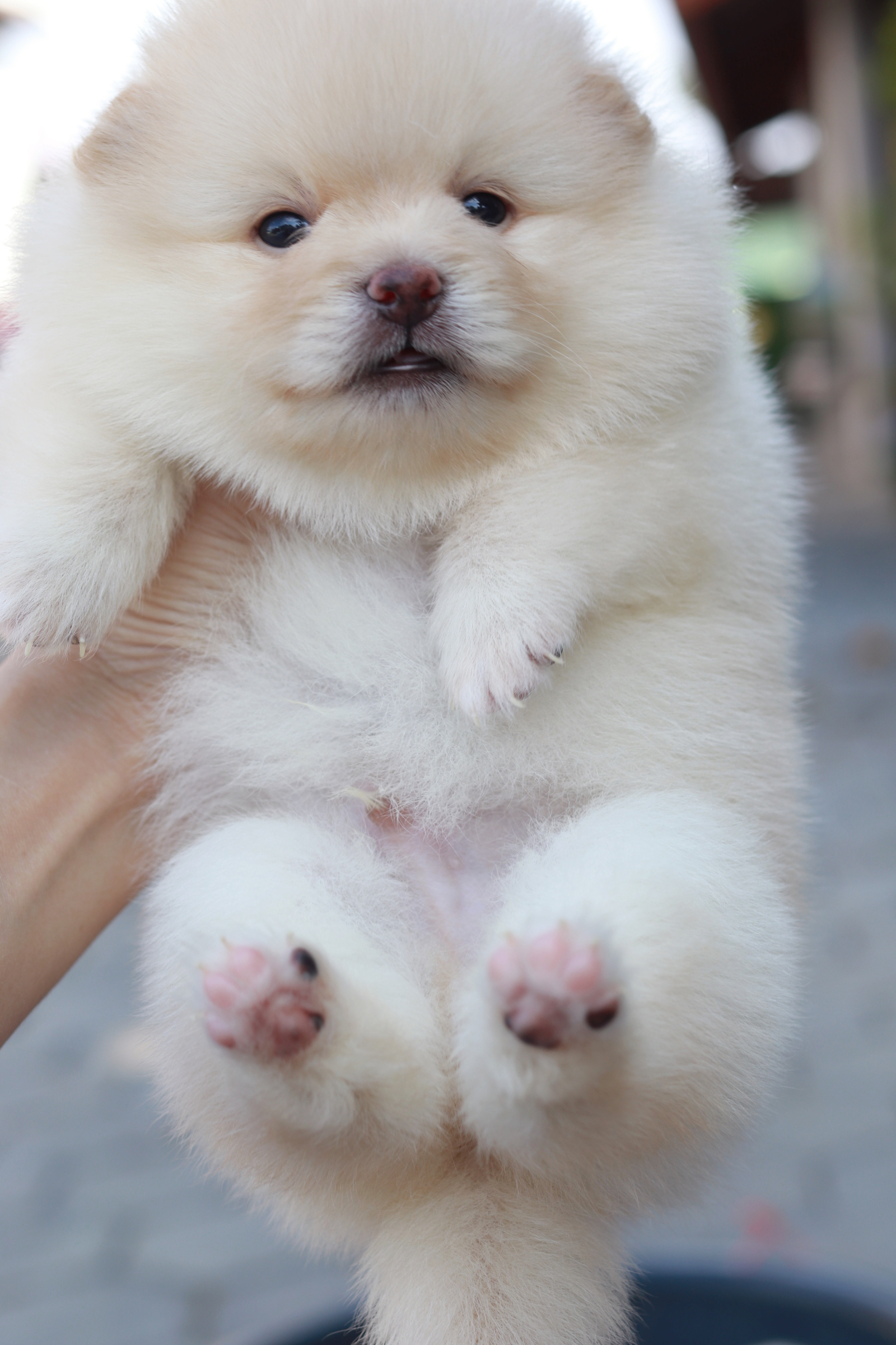 ปอมเมอเรเนียน เพศผู้