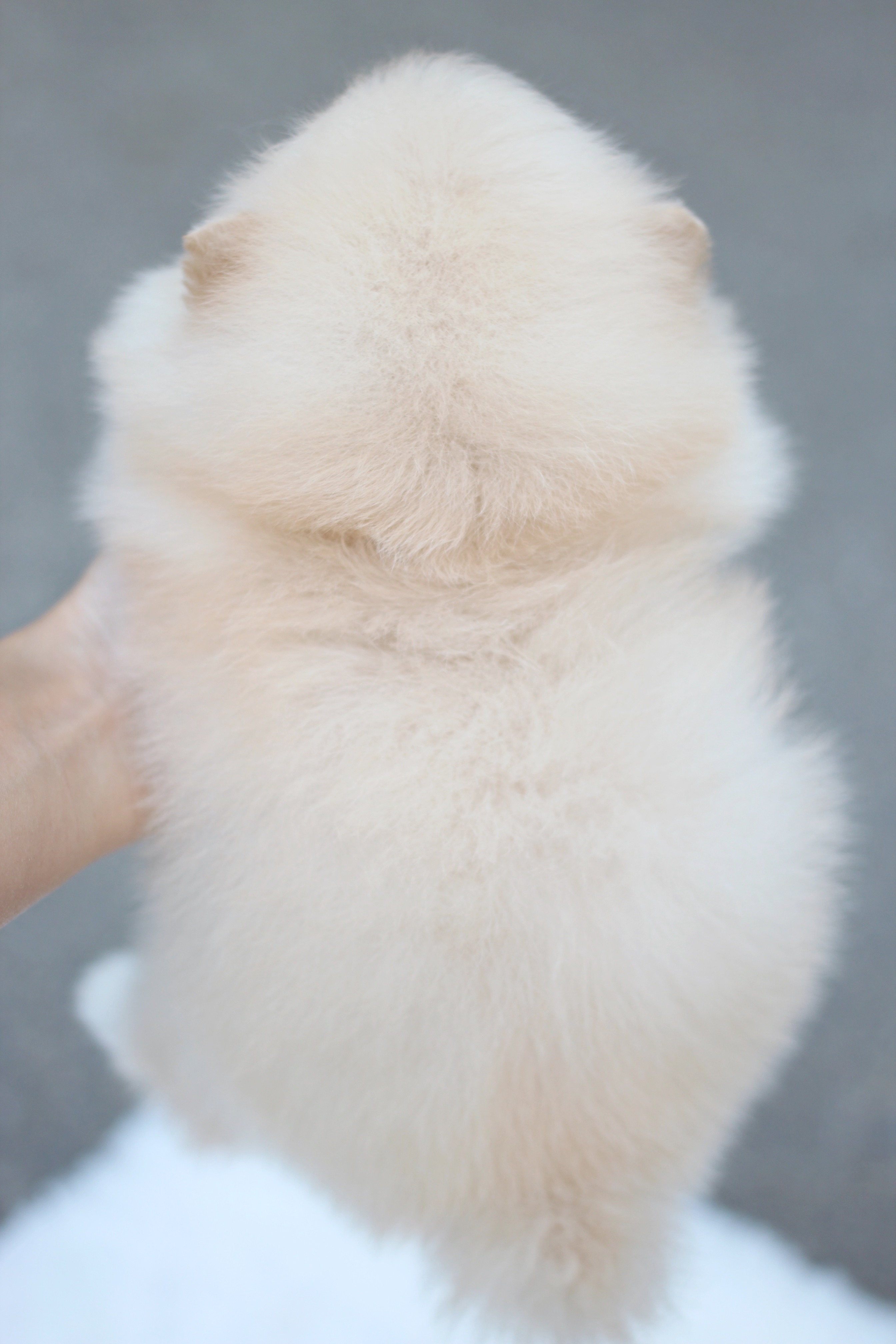 ปอมเมอเรเนียน เพศผู้ สีขาวครีม