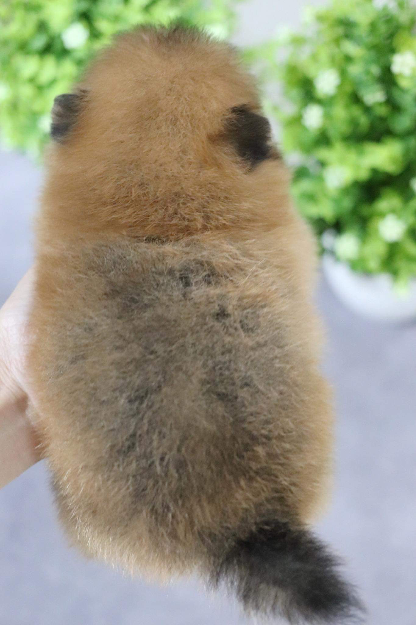 ปอมเมอเรเนียน เพศผู้