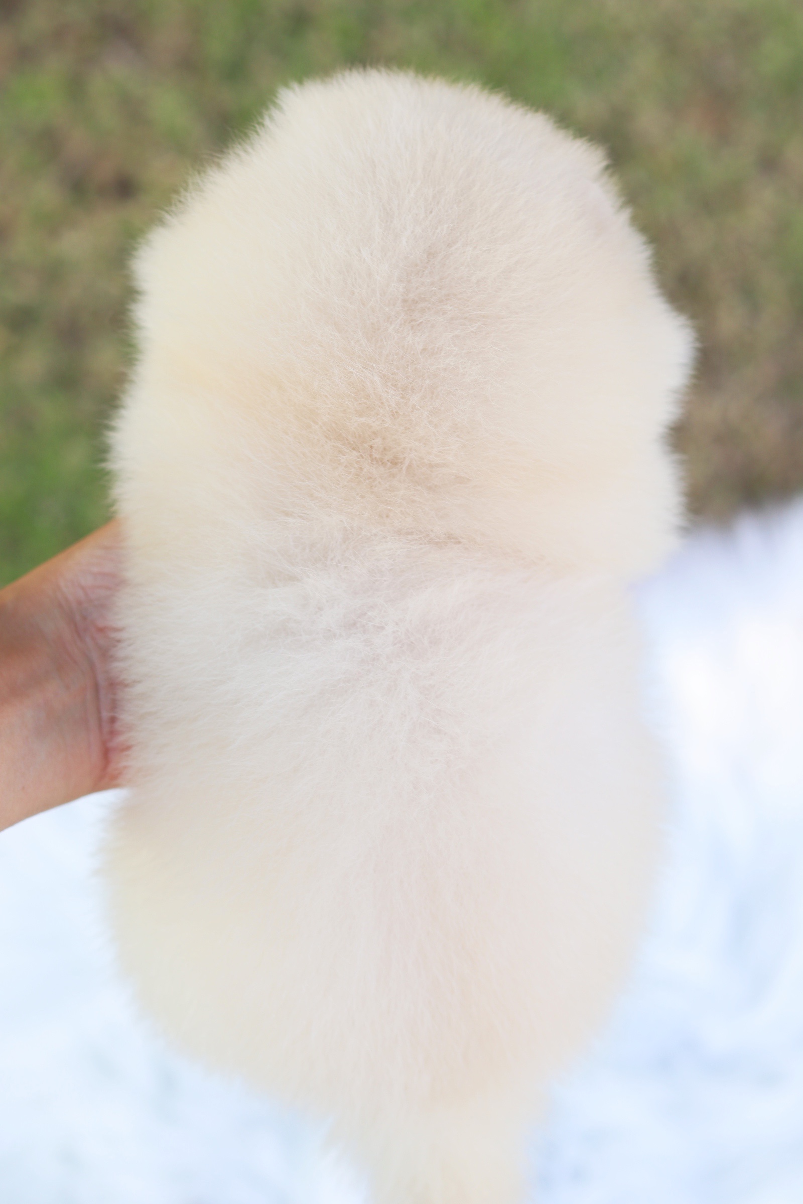 ปอมเมอเรเนียน เพศผู้ สีขาวครีม