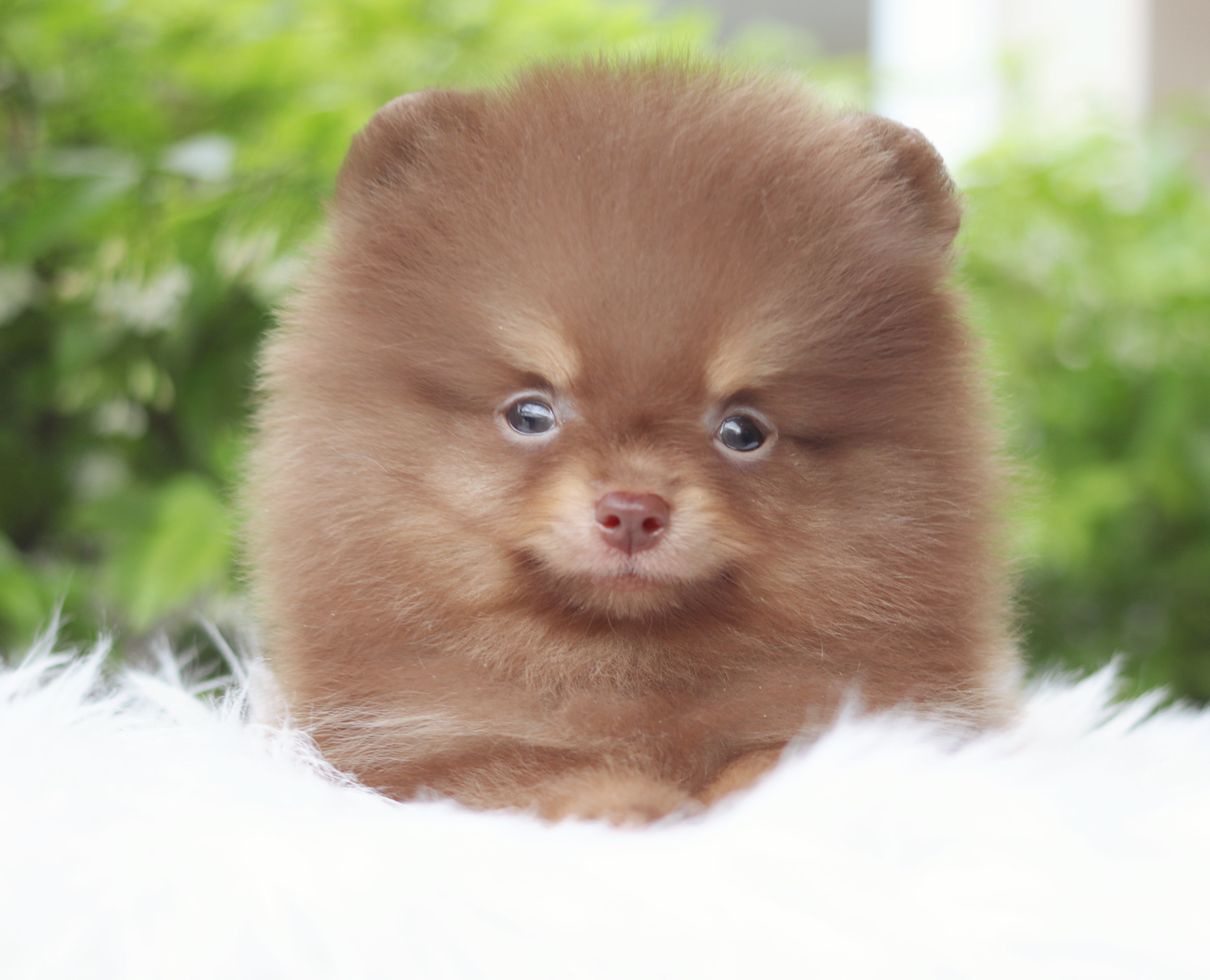 ปอมเมอเรเนียน เพศผู้สีช็อคแทน