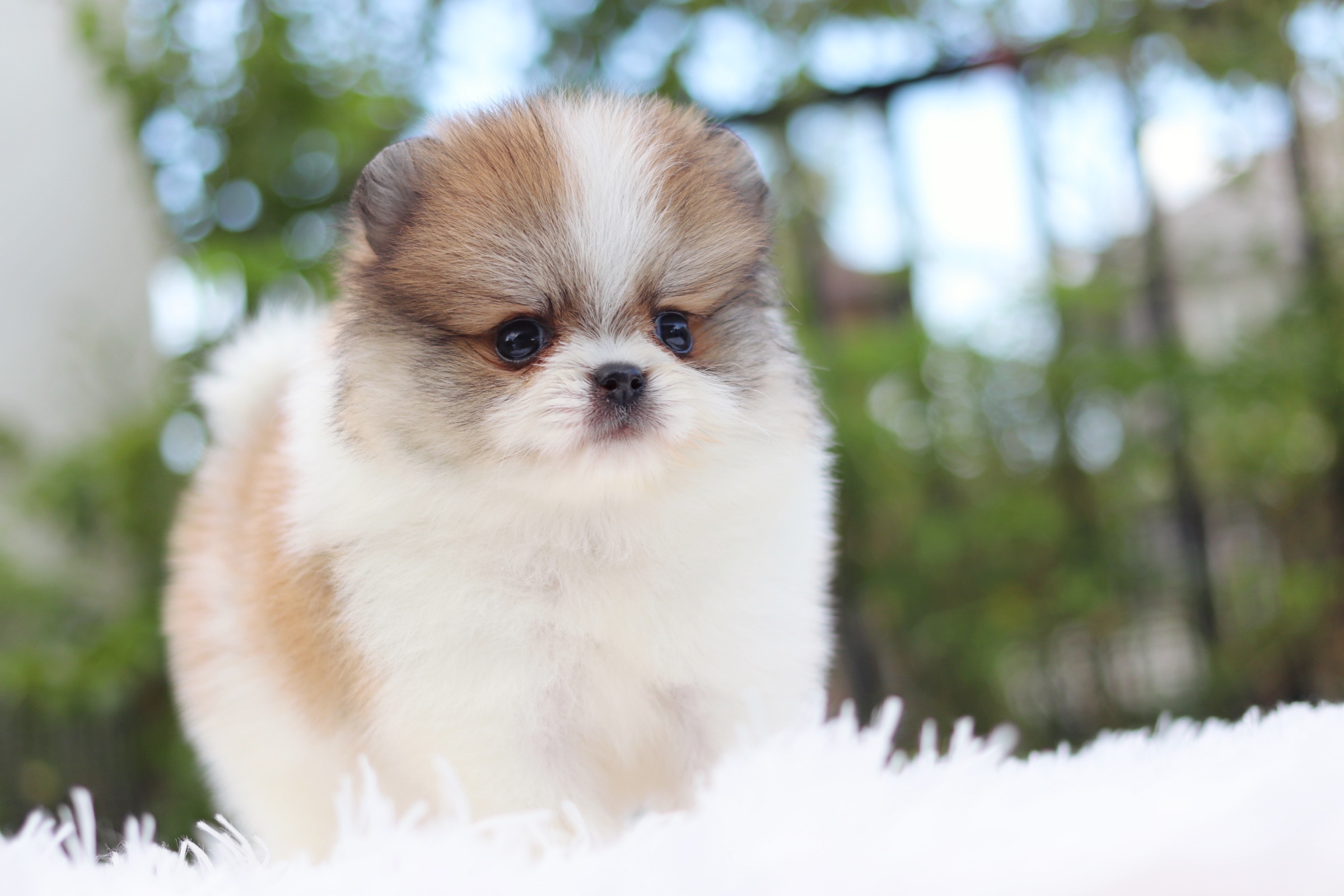 ปอมเมอเรเนียน เพศผู้ สีแฟนซี ไซส์เล็ก