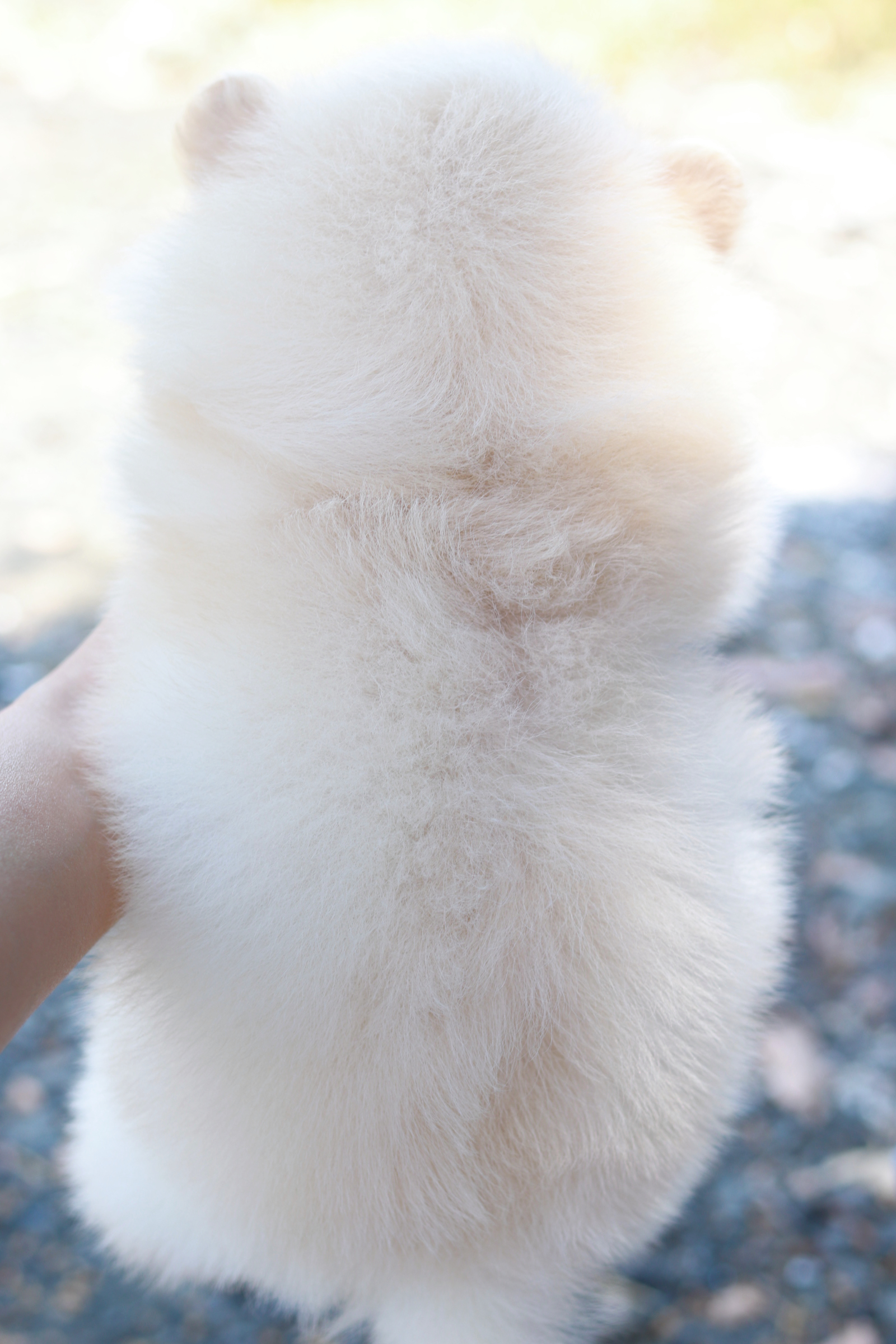 ปอมเมอเรเนียน เพศผู้