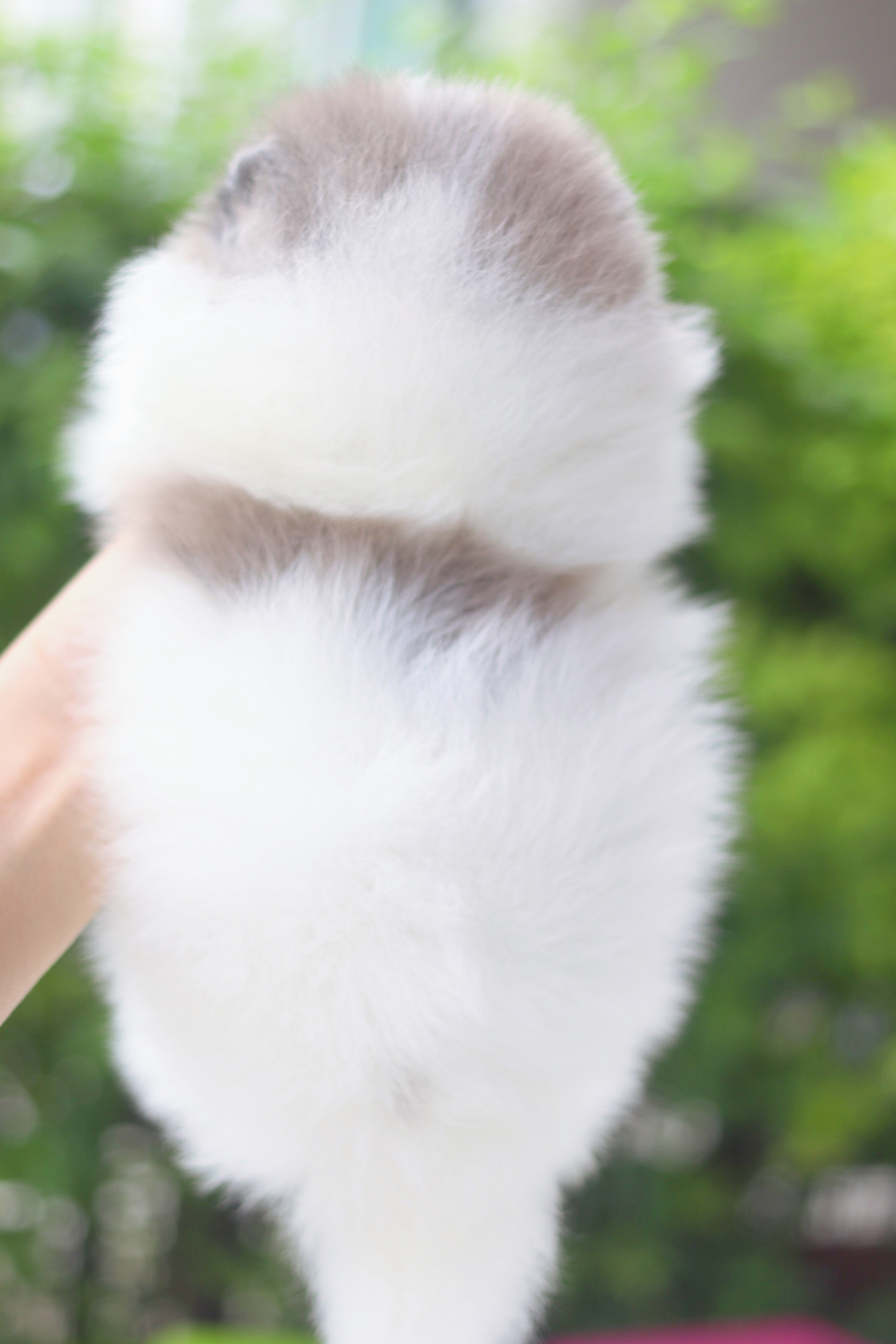 ปอมเมอเรเนียน เพศผู้ สีแฟนซีเมอร์เร่