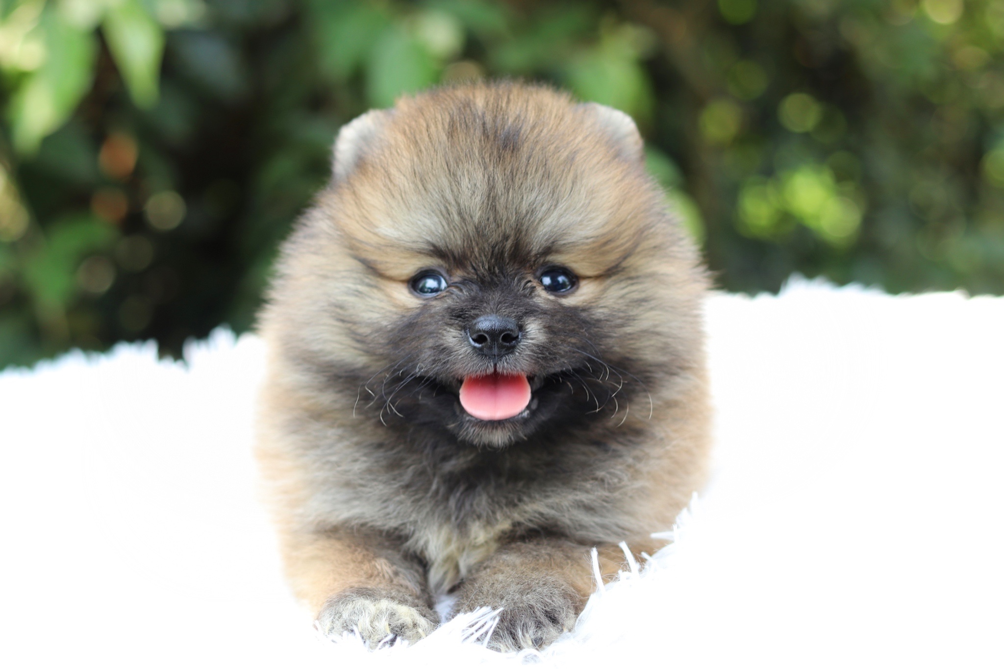 ปอมเมอเรเนียน เพศผู้ สีส้ม