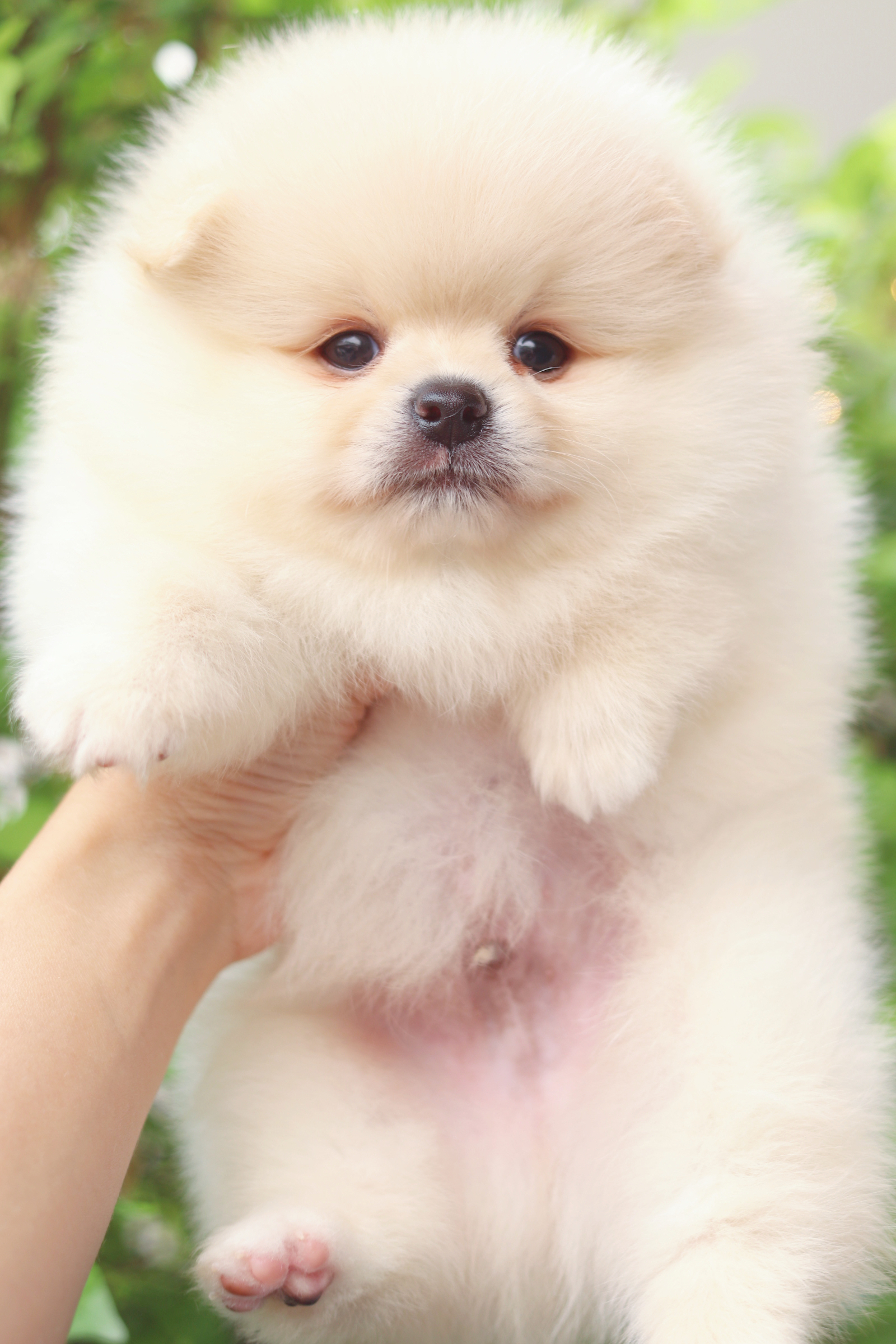 ปอมเมอเรเนียน เพศผู้สีครีม