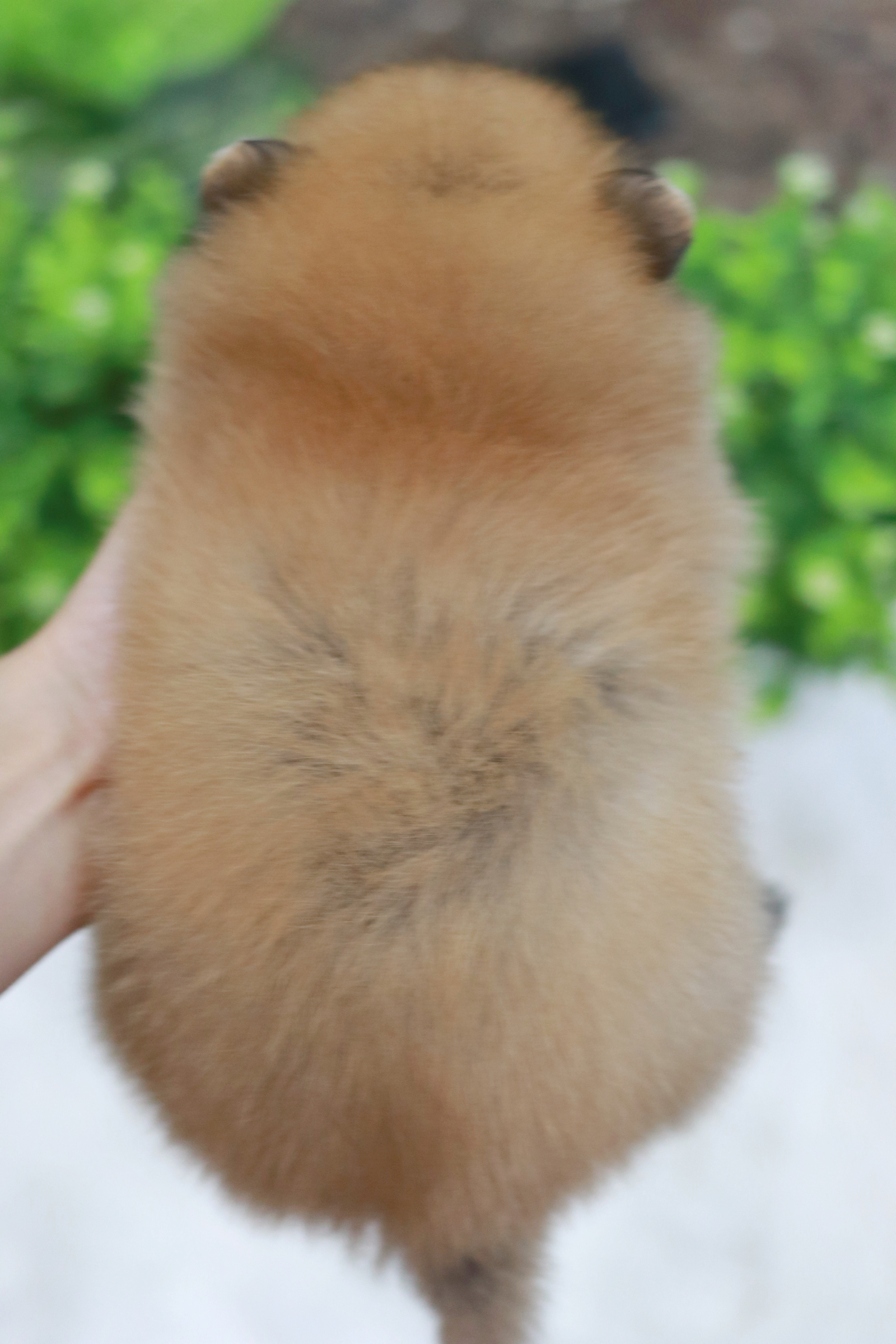 ปอมเมอเรเนียน เพศผู้