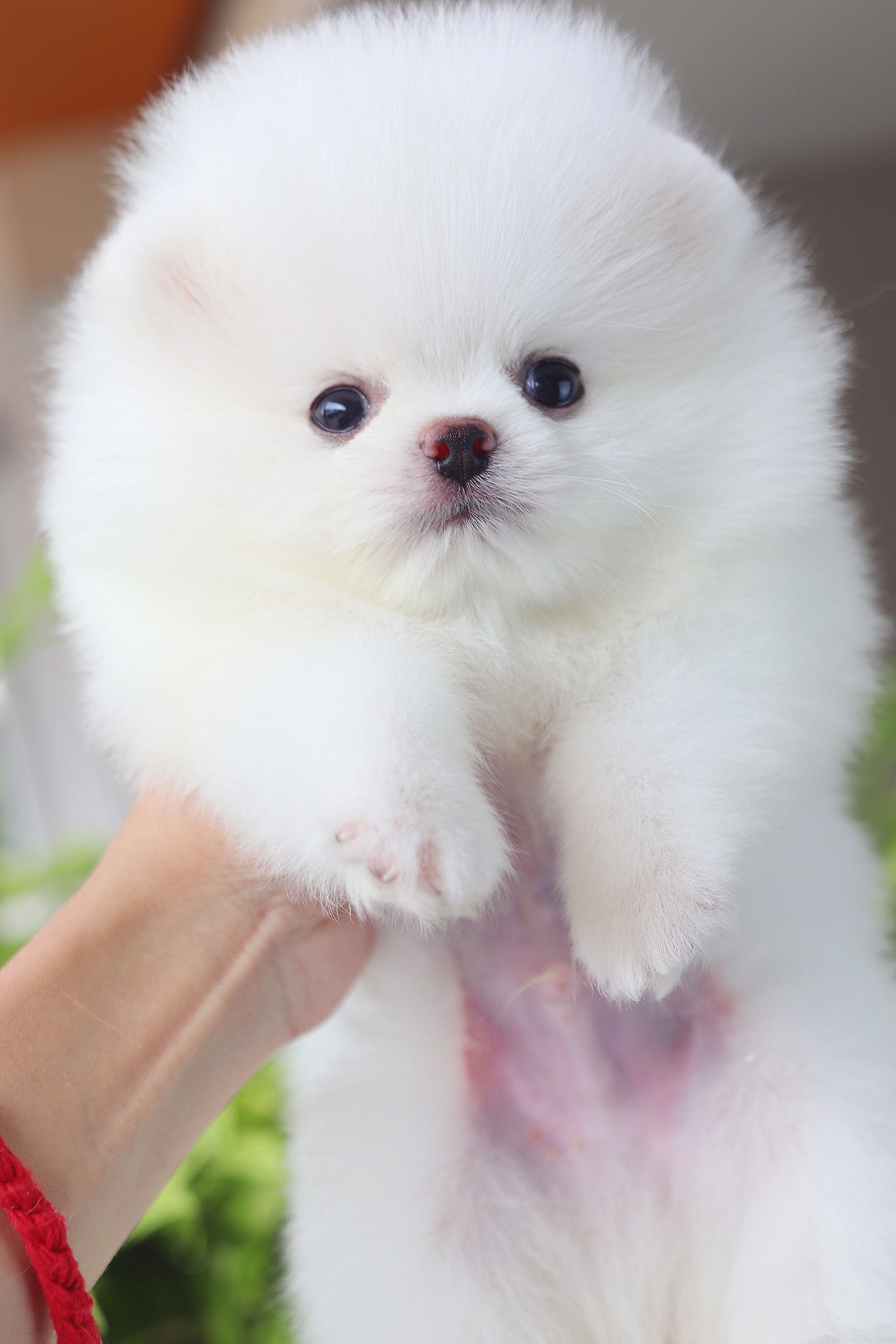 ปอมเมอเรเนียน เพศผู้สีขาว เกรดโชว์