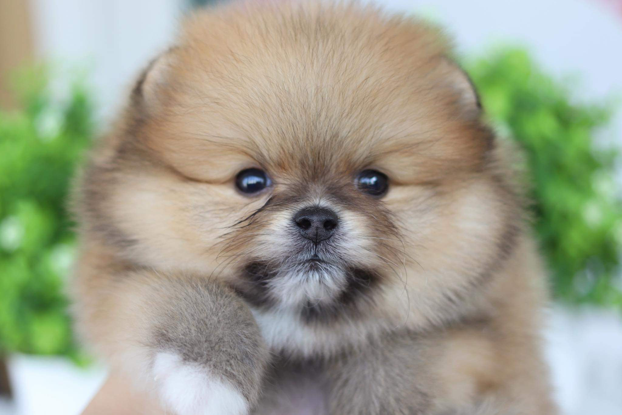 ปอมเมอเรเนียน เพศผู้