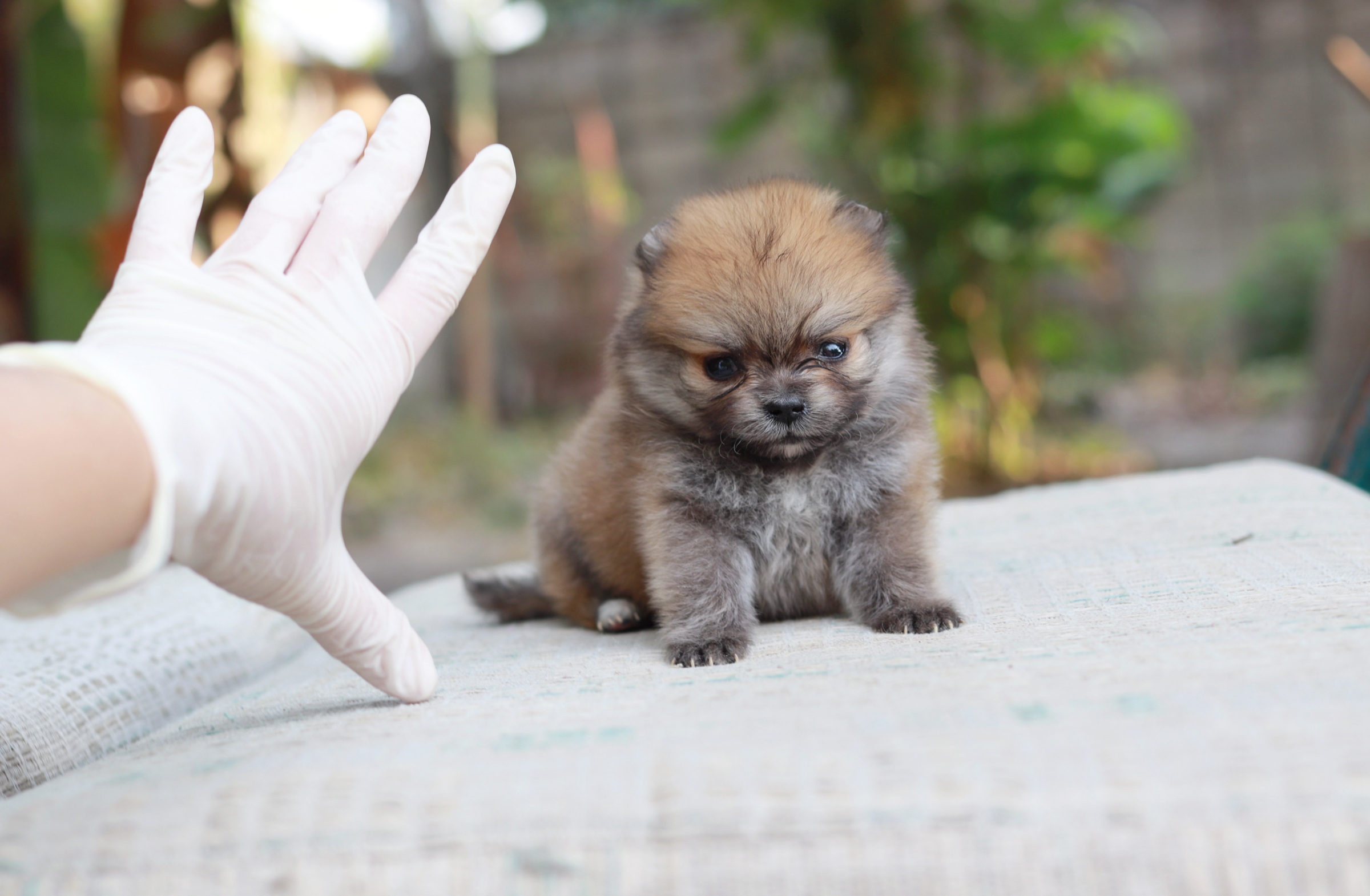 ปอมเมอเรเนียน เพศเมียทีคัพ