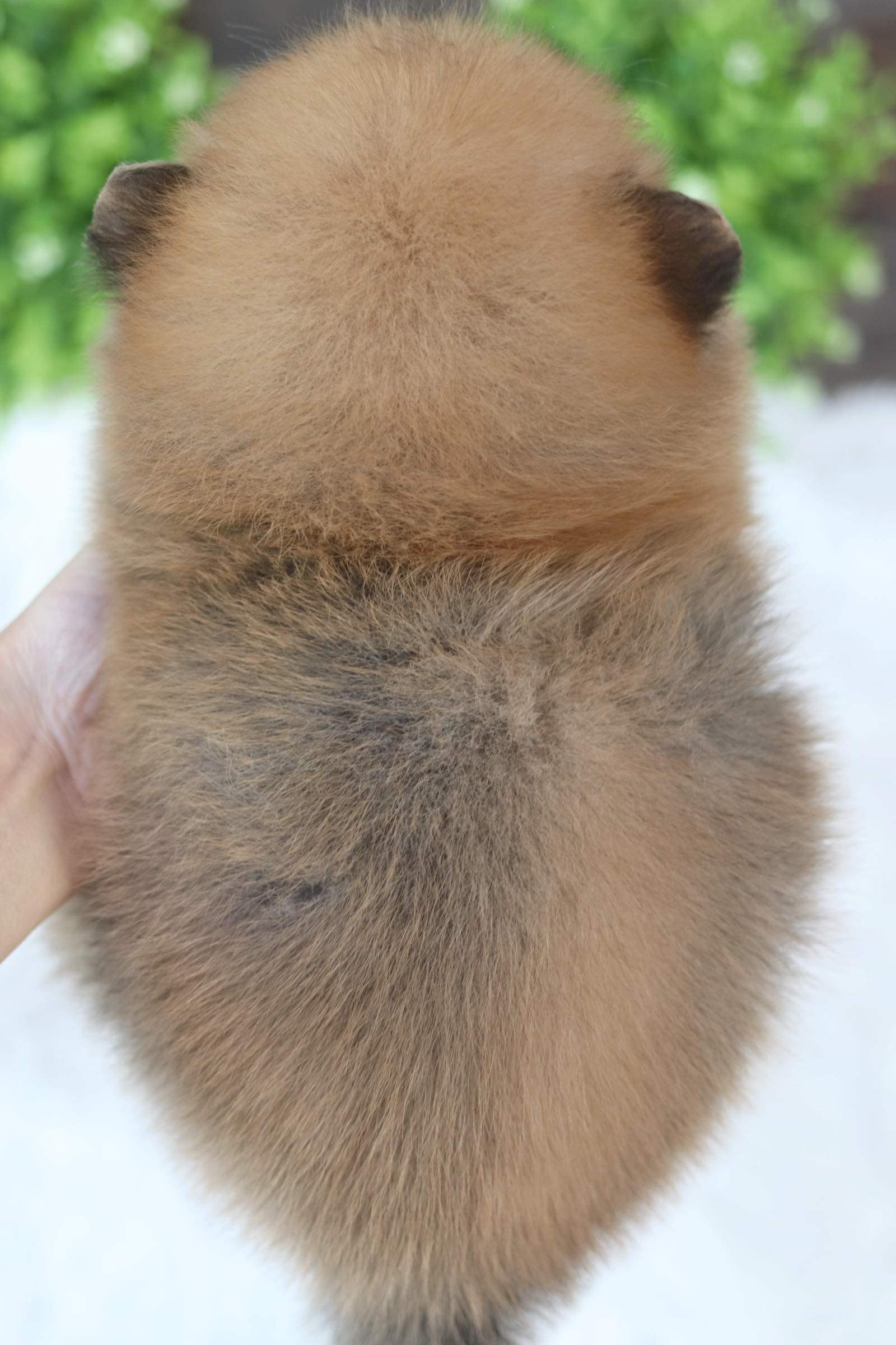 ปอมเมอเรเนียน เพศผู้