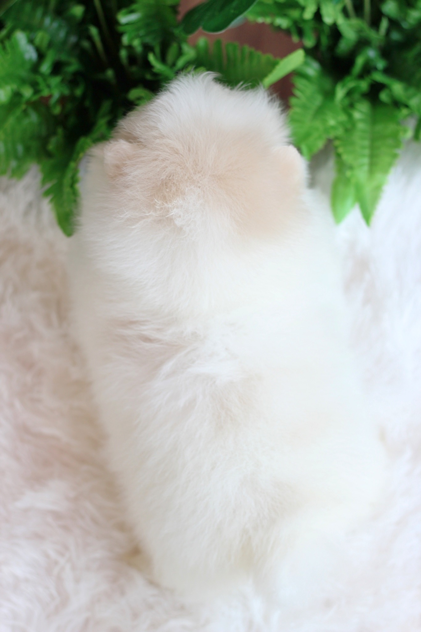 ปอมเมอเรเนียน เพศผู้ ขาวครีม