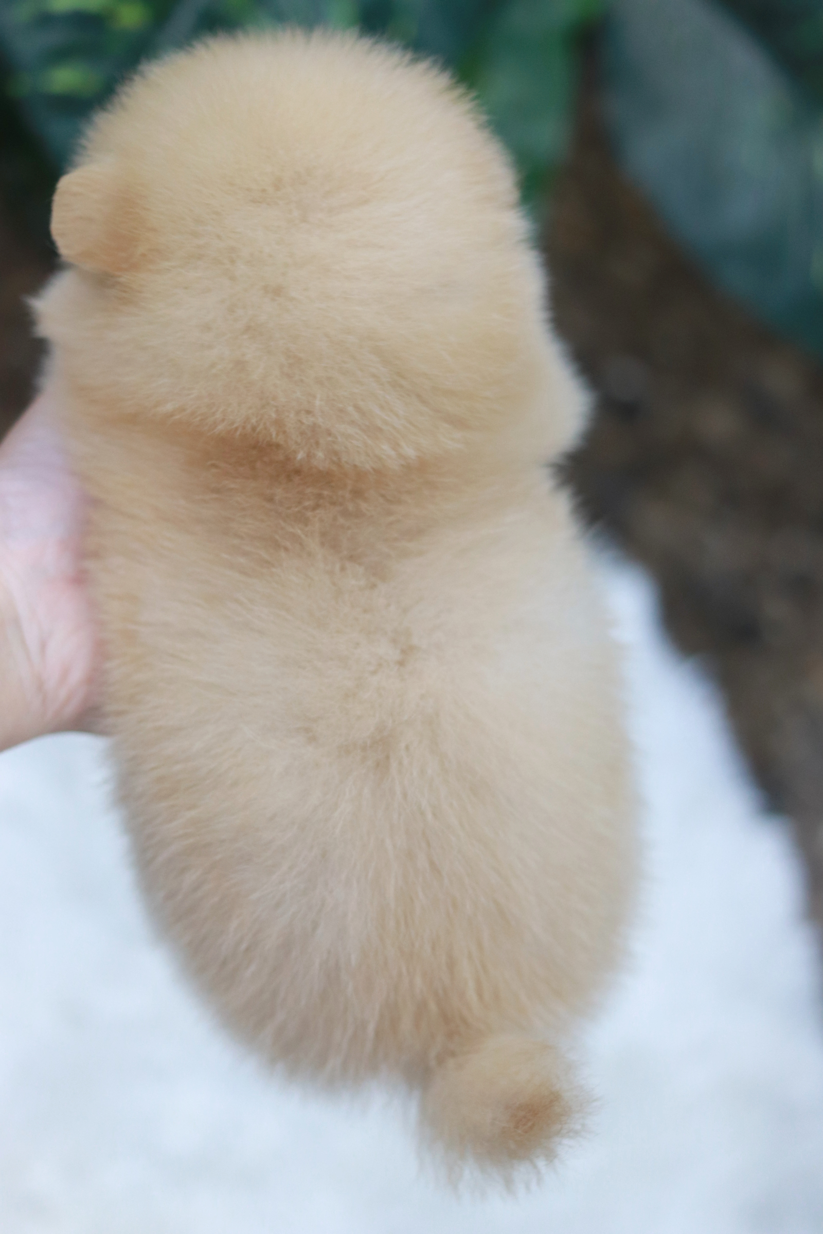 ปอมเมอเรเนียน เพศผู้ สีขาวครีม