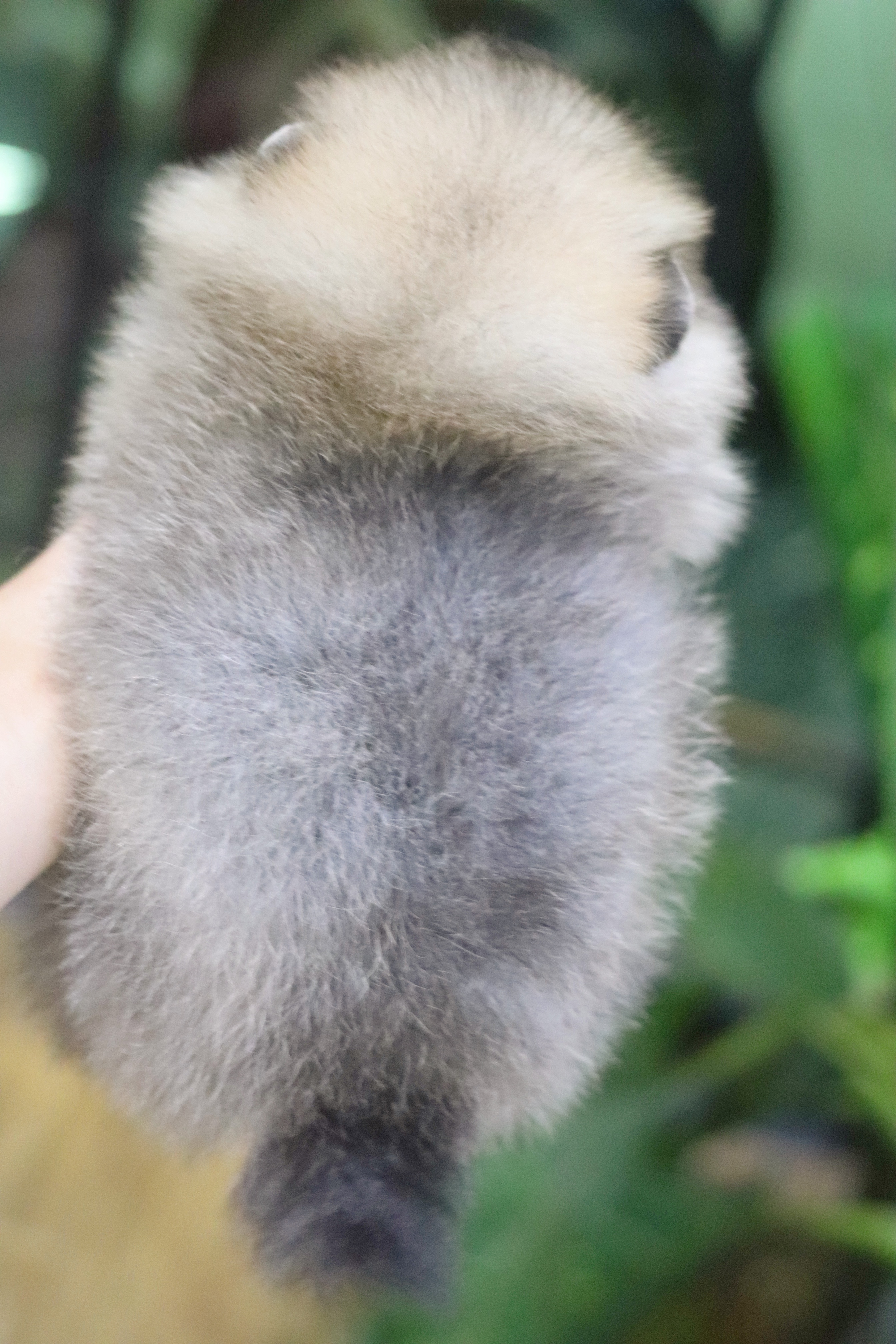 ปอมเมอเรเนียน เพศเมียสีส้ม เกรดโชว์