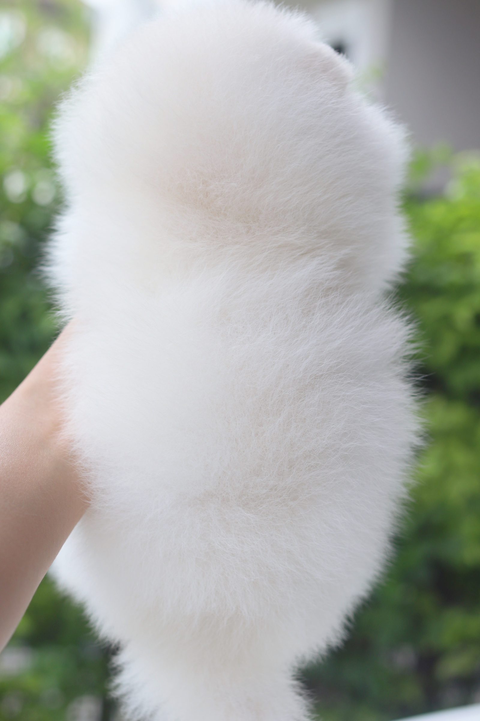 ปอมเมอเรเนียน เพศเมียสีขาวครีม เกรดโชว์