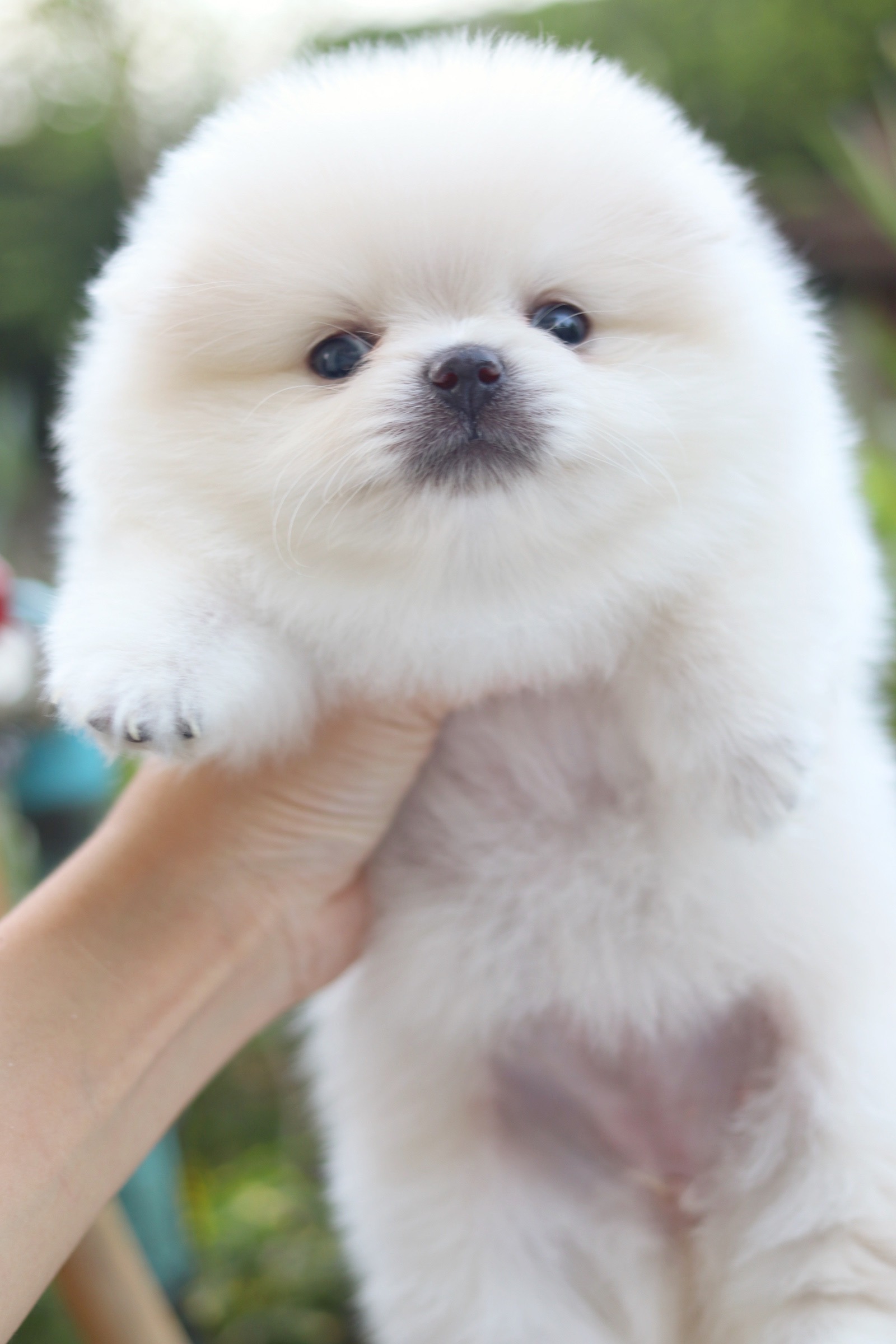 ปอมเมอเรเนียน เพศเมียขาวครีม