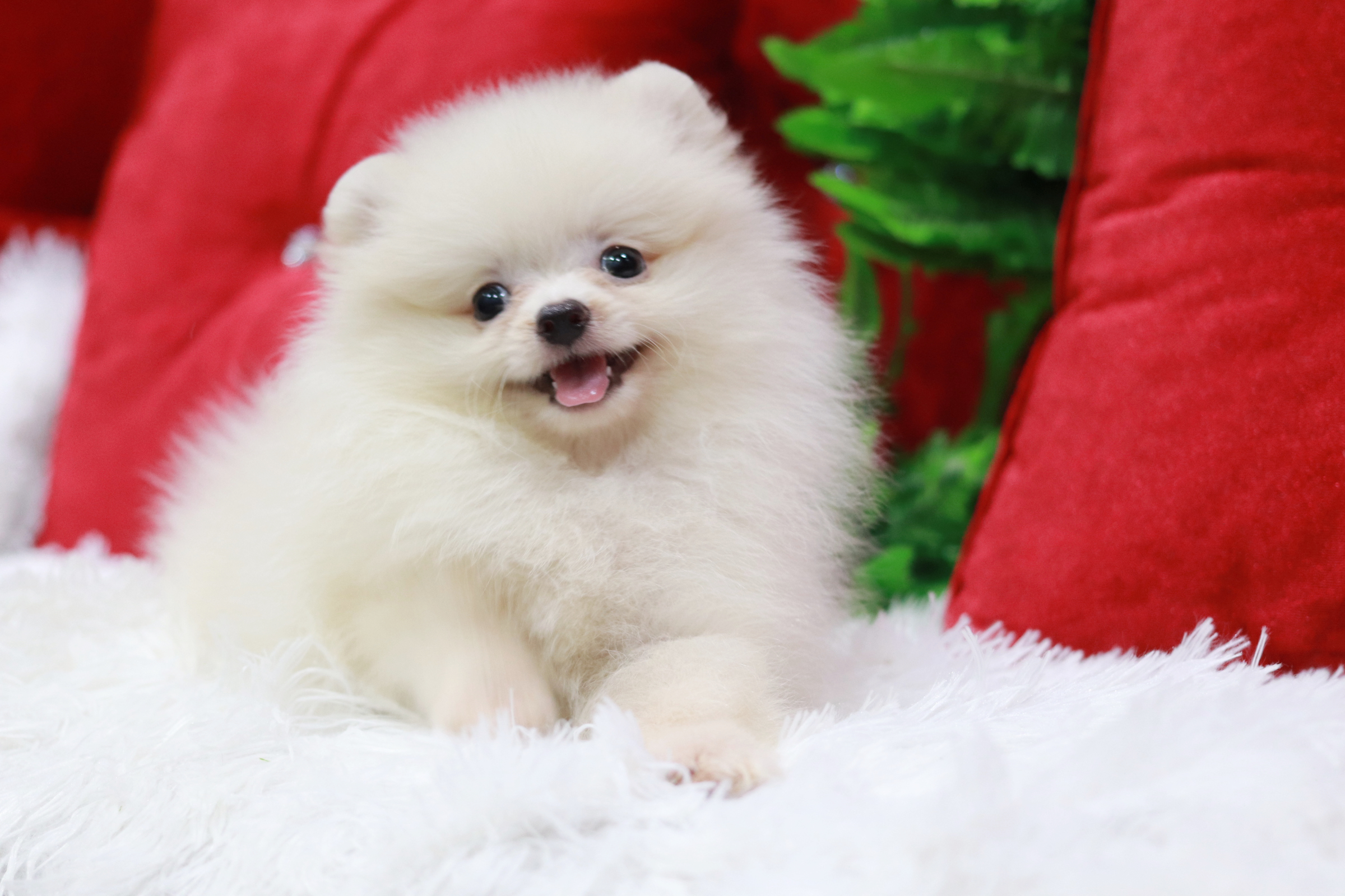 ปอมเมอเรเนียน เพศเมีย ขนแน่นๆ