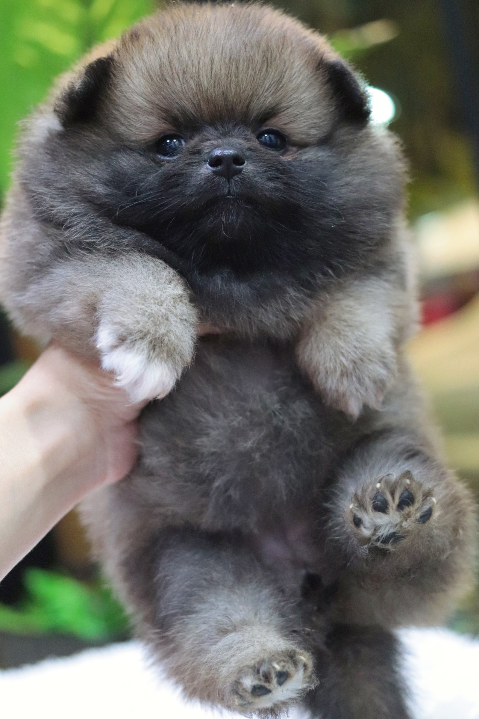 ปอมเมอเรเนียน เพศเมียสีส้มเซเบิ้ล