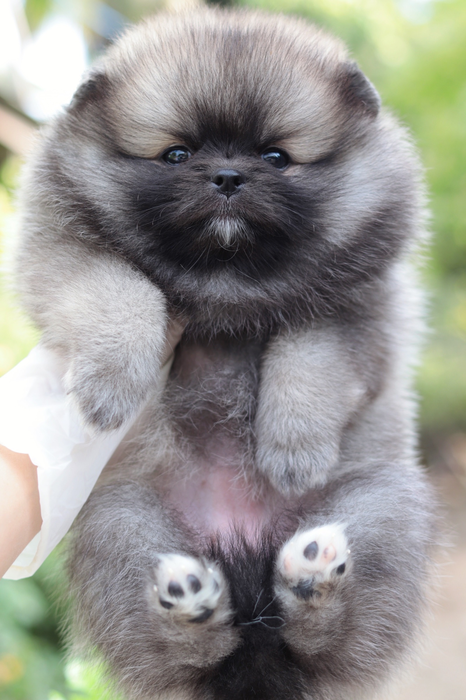 ปอมเมอเรเนียน เพศเมียสีส้ม