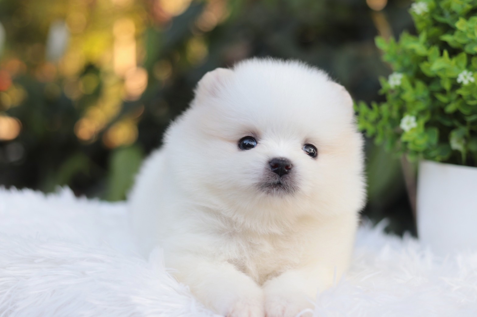 ปอมเมอเรเนียน เพศเมียสีขาวครีม ไซส์เล็ก