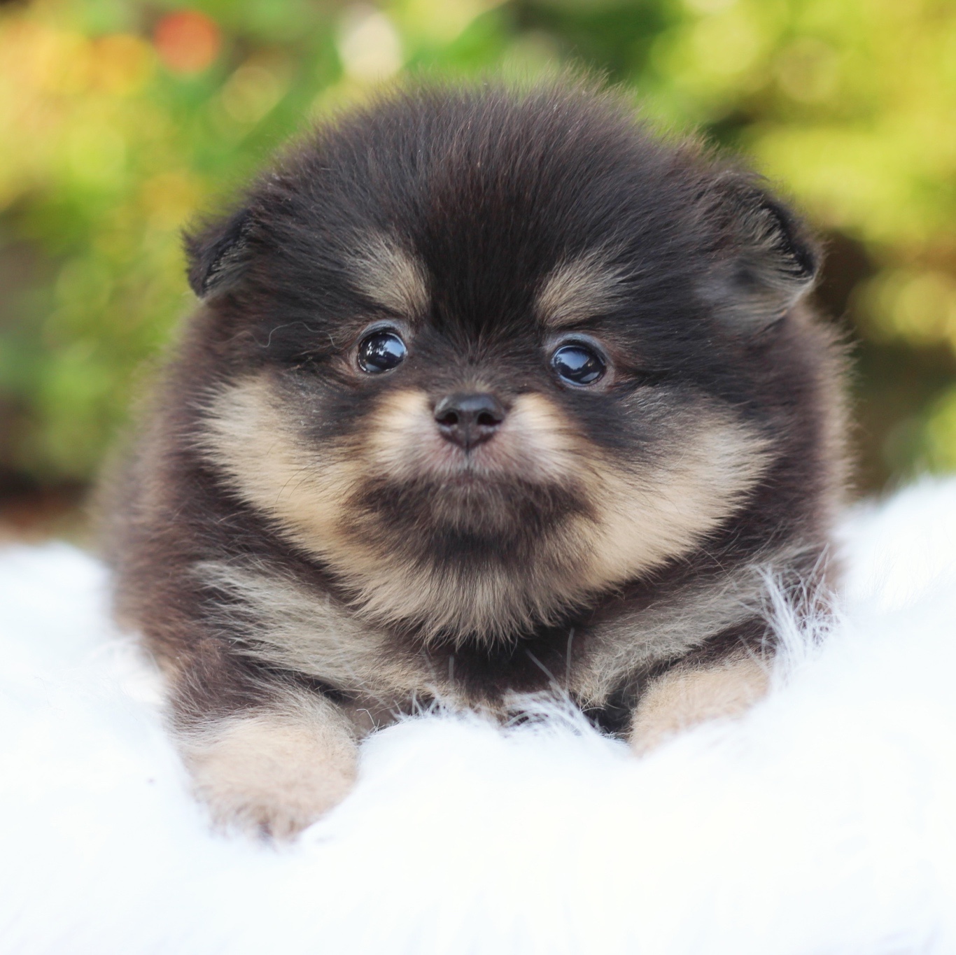 ปอมเมอเรเนียน เพศผู้ สีแบล็คแทน