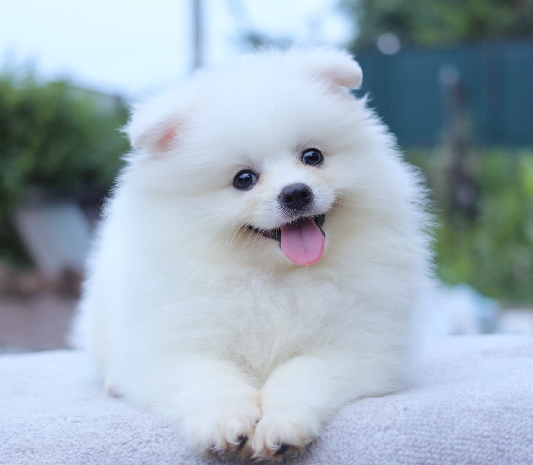 ปอมเมอเรเนียน เพศผู้ ขาวครีม