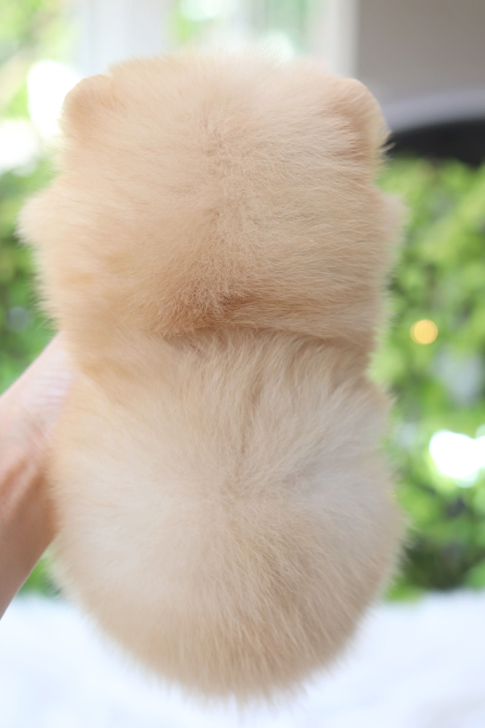 ปอมเมอเรเนียน เพศผู้สีครีม