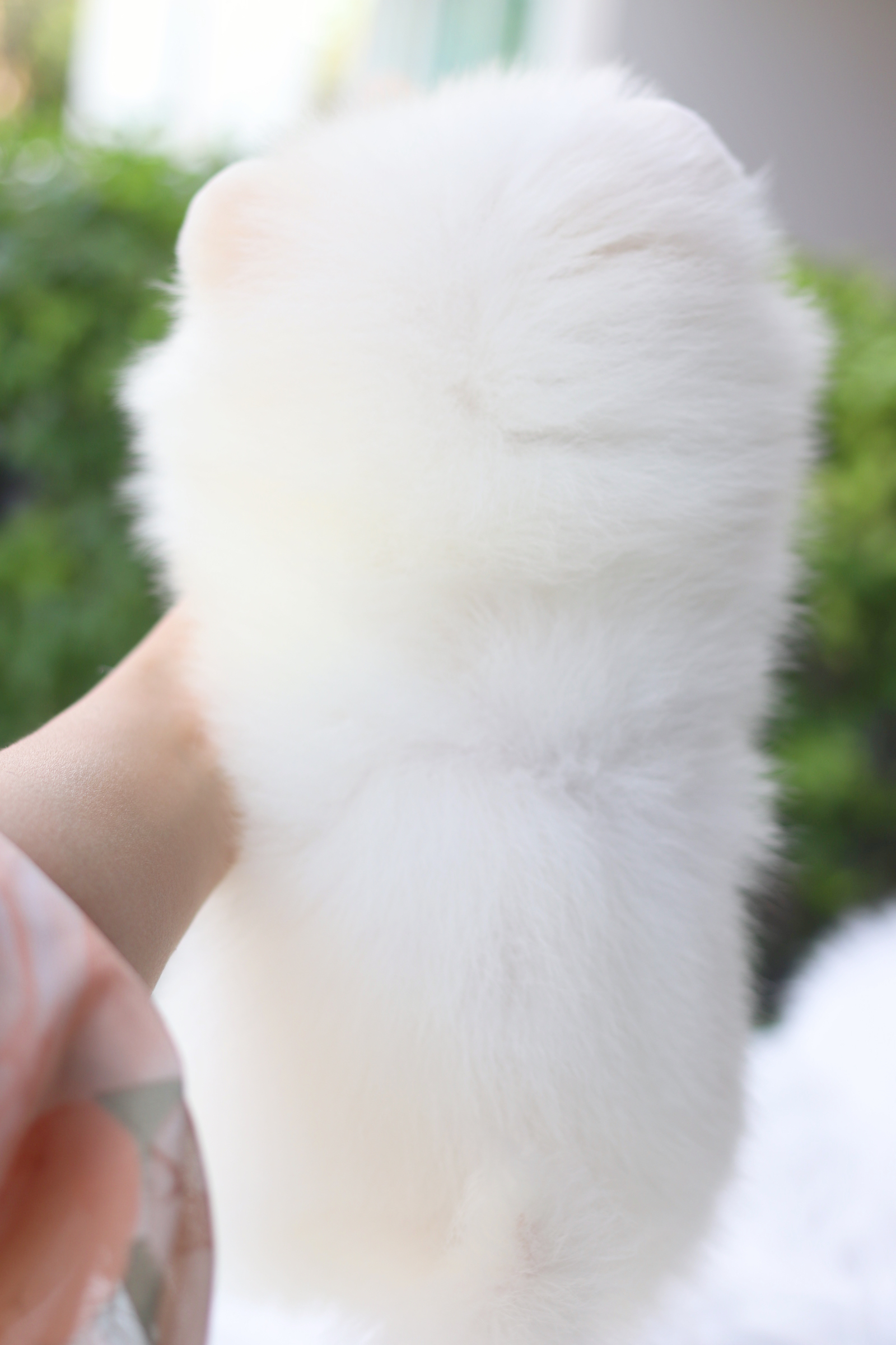 ปอมเมอเรเนียน เพศผู้สีขาวครีม