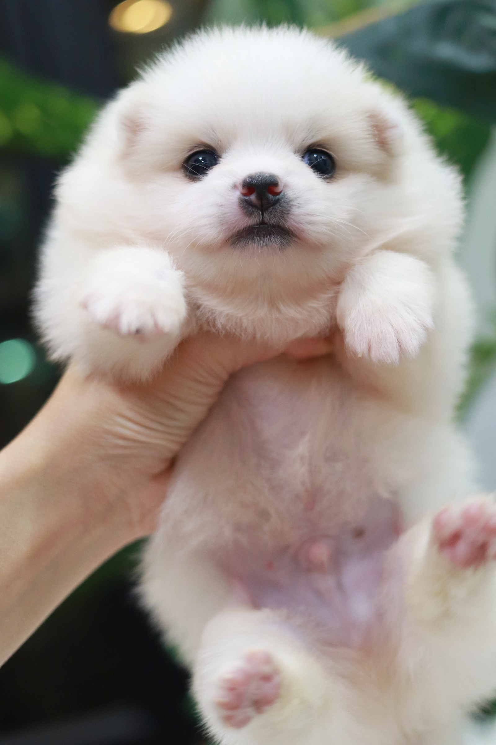 ปอมเมอเรเนียน เพศผู้ สีขาว