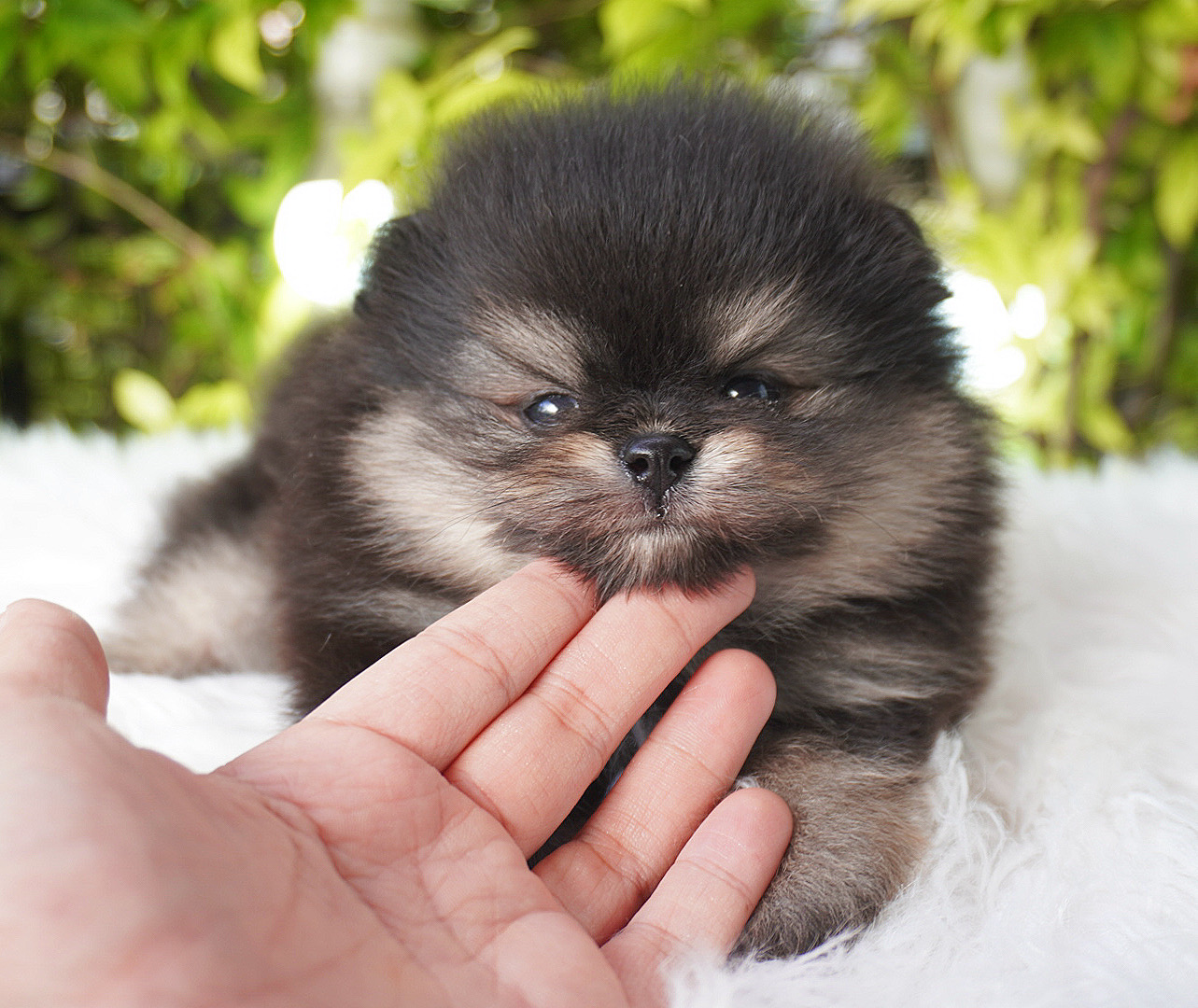 ปอมเมอเรเนียน เพศเมียสีแบล็คแทน เกรดโชว์