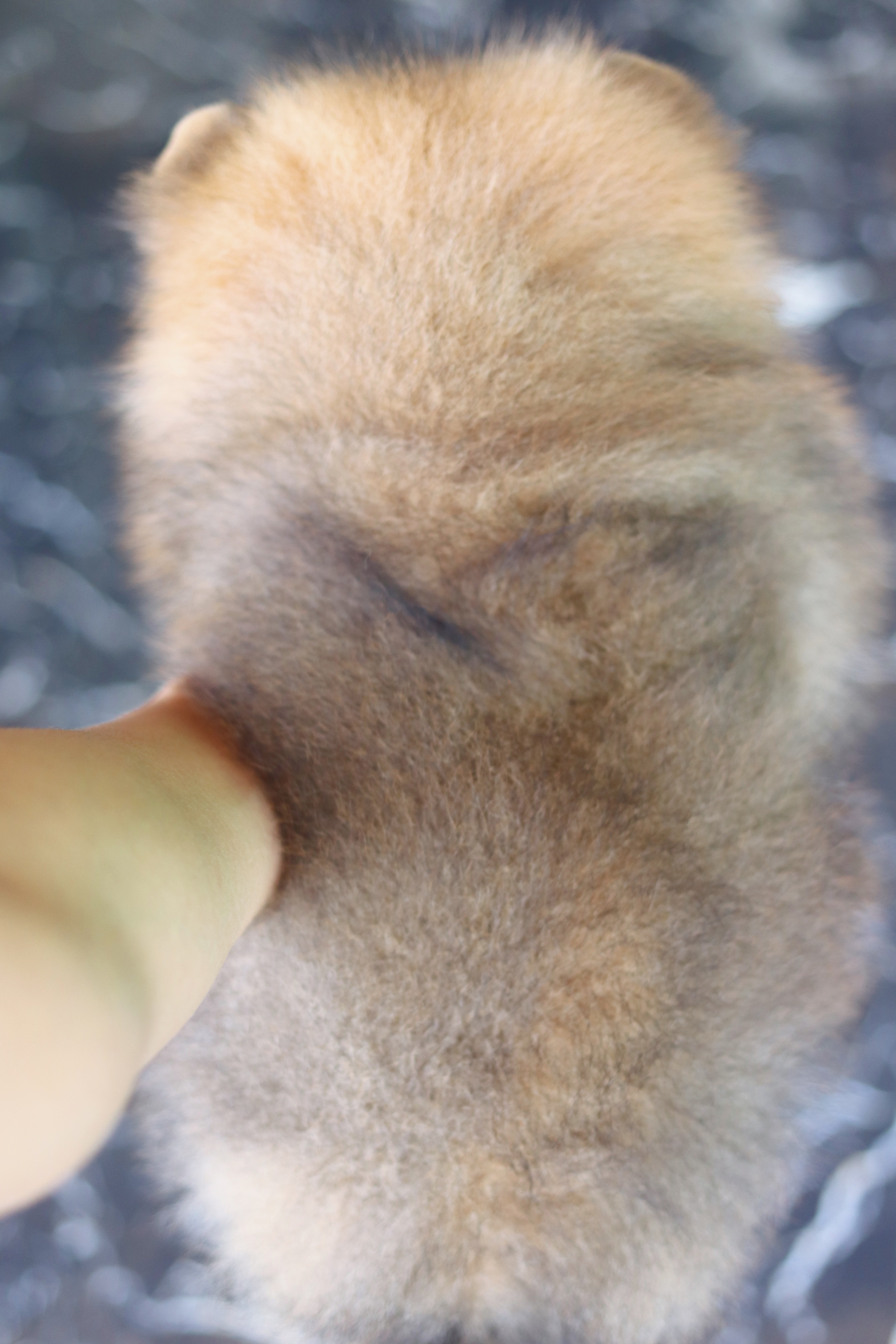 ปอมเมอเรเนียน เพศเมียสีส้ม