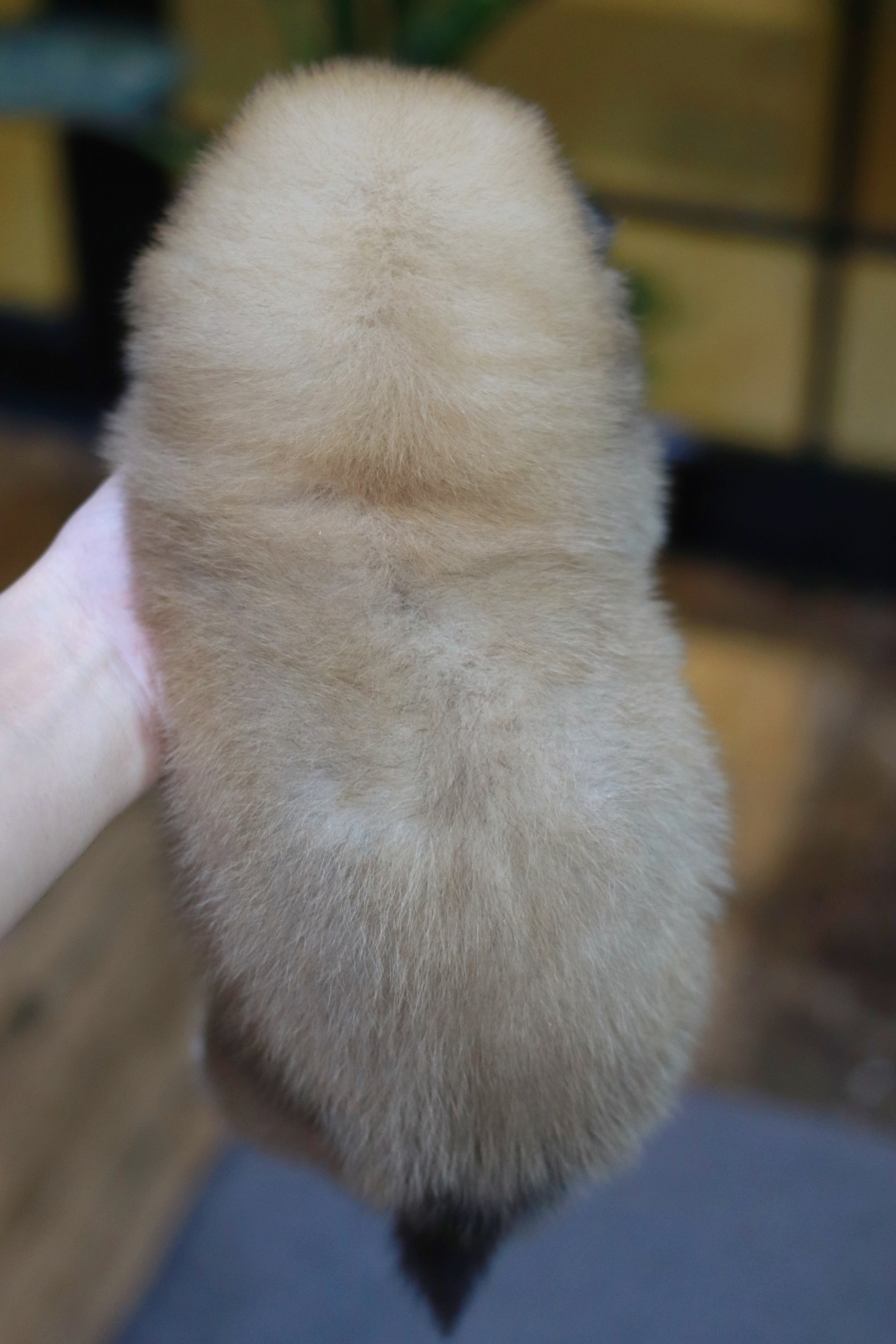 ปอมเมอเรเนียน เพศเมีย หน้าฟ็อก