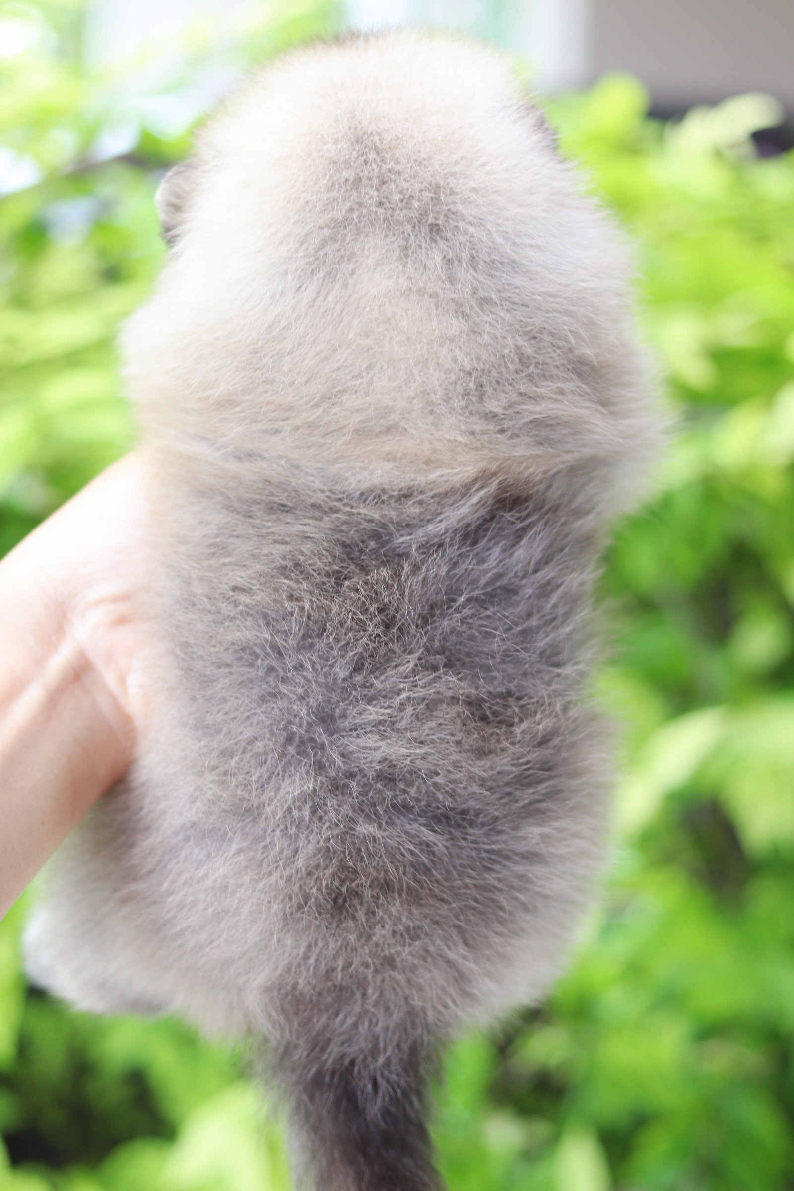 ปอมเมอเรเนียน เพศผู้สีส้ม เกรดโชว์